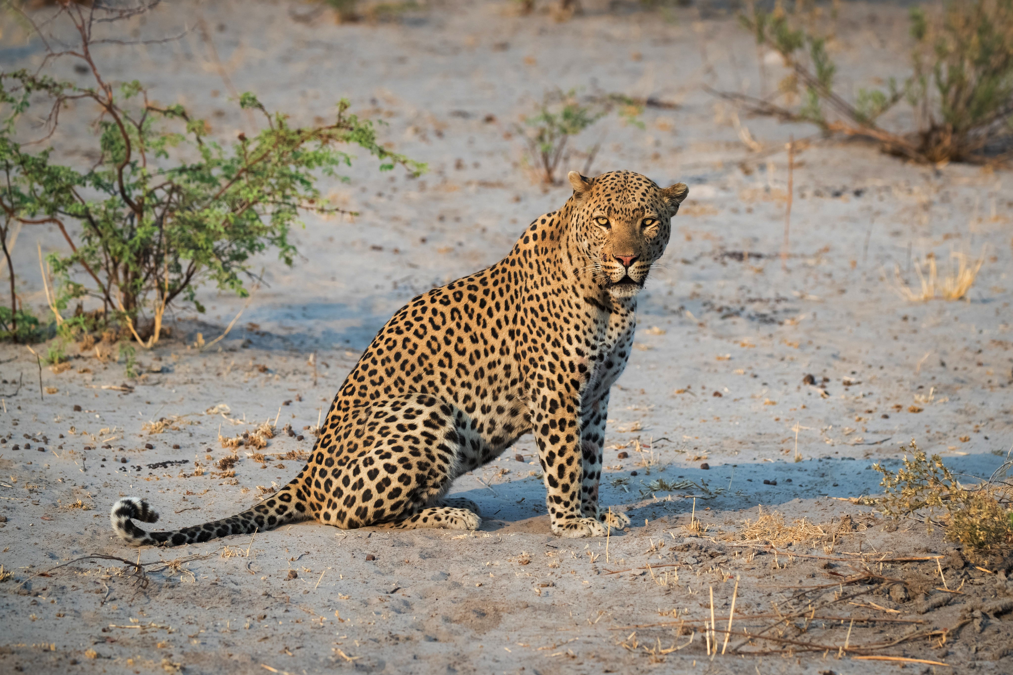 Leopard Sitting and Looking HD Wallpaper