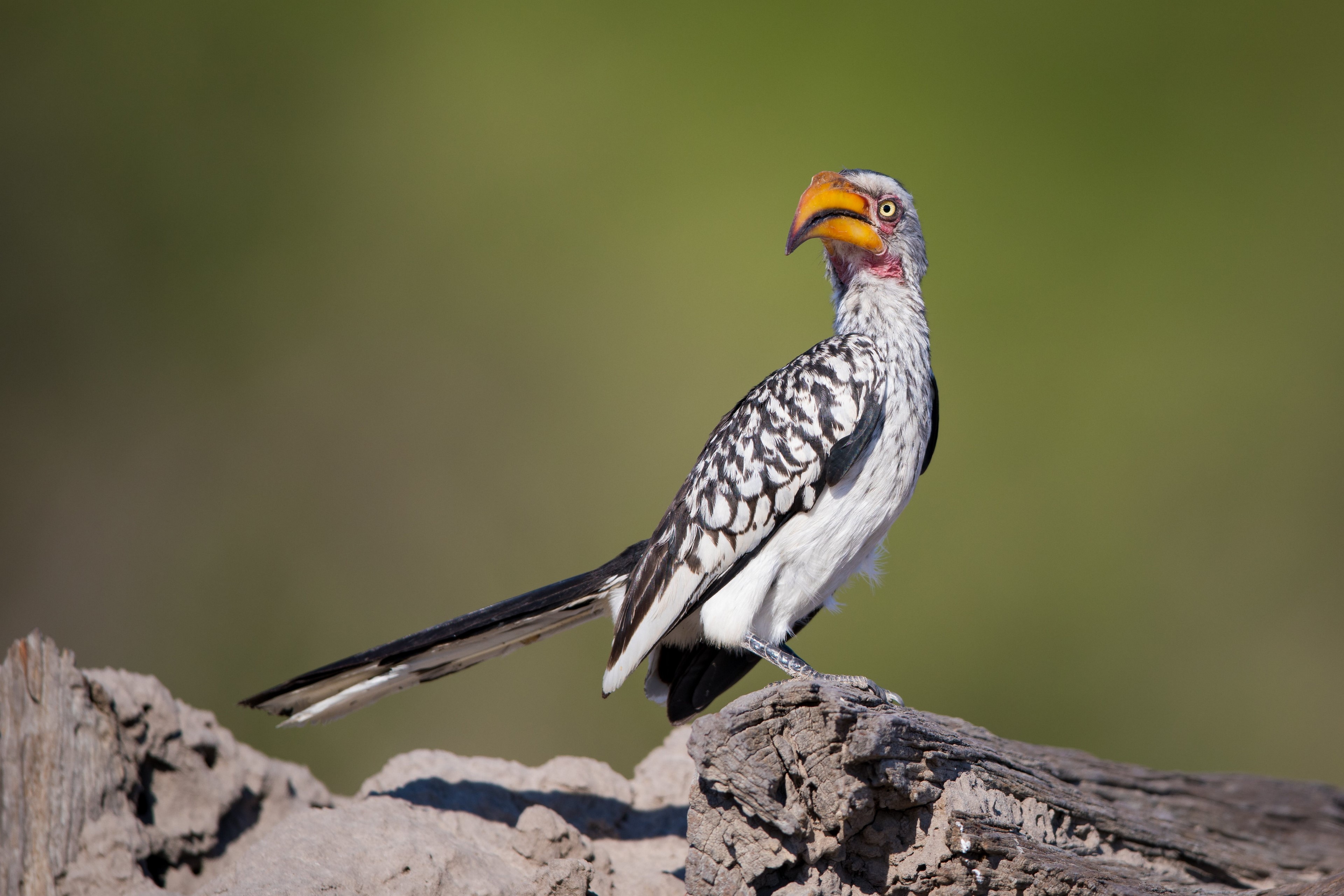 Yellow-billed Hornbill bird on a log HD Wallpaper