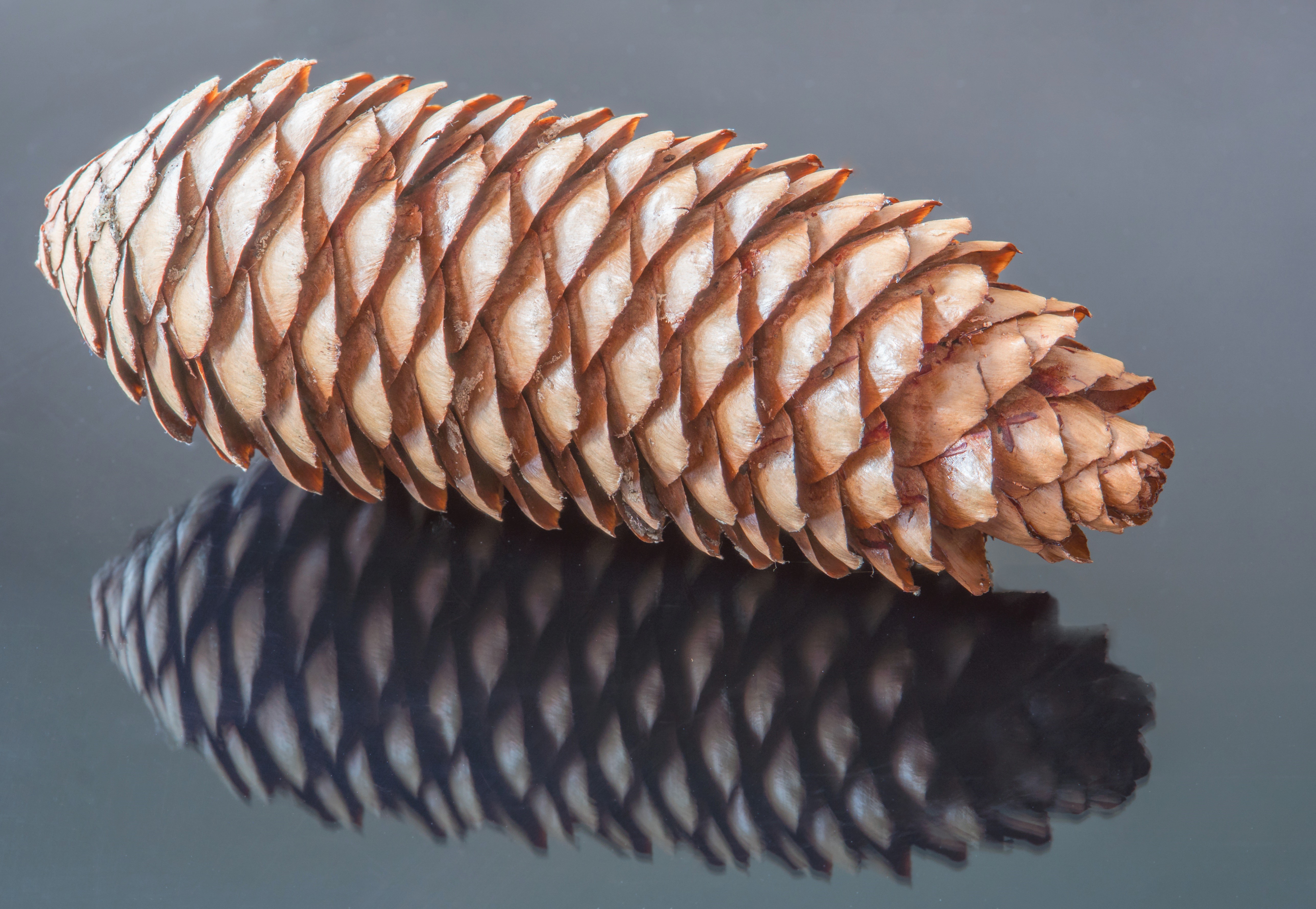 Pine cone on gray background with reflection HD Wallpaper