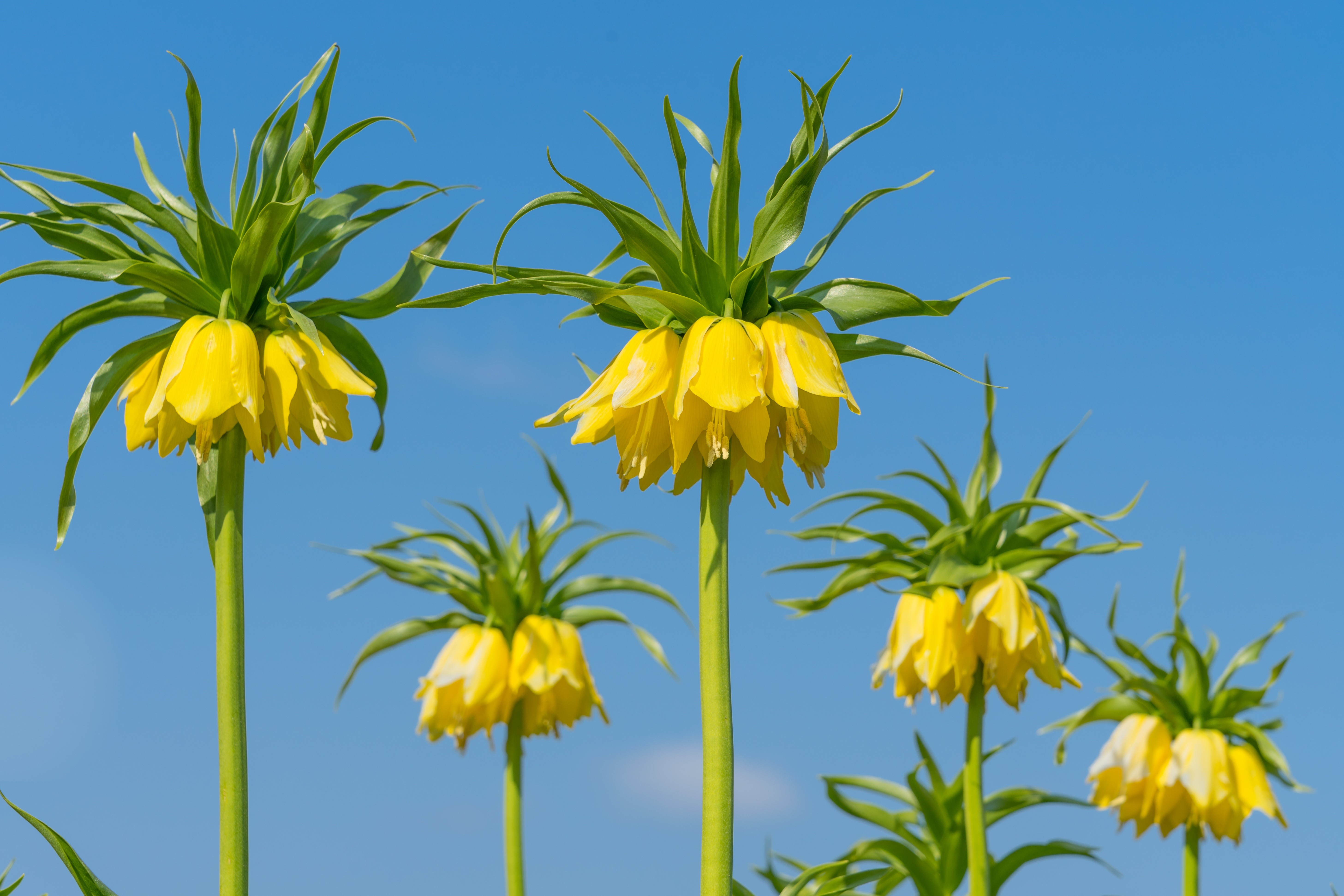 Yellow Fritillaria Imperialis Flowers HD Wallpaper