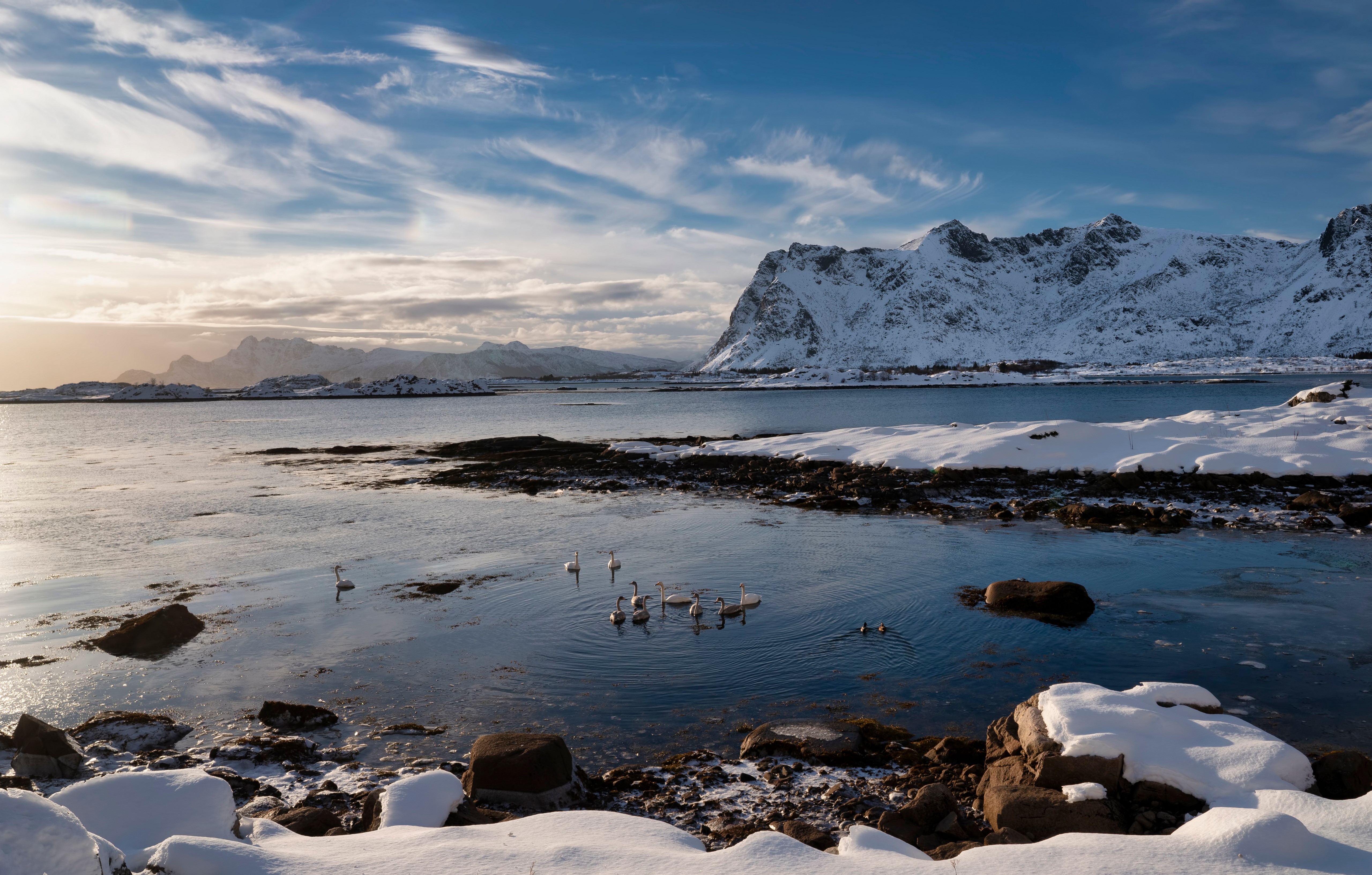 Snowy Lofoten Mountains and Coast with Swans HD Wallpaper