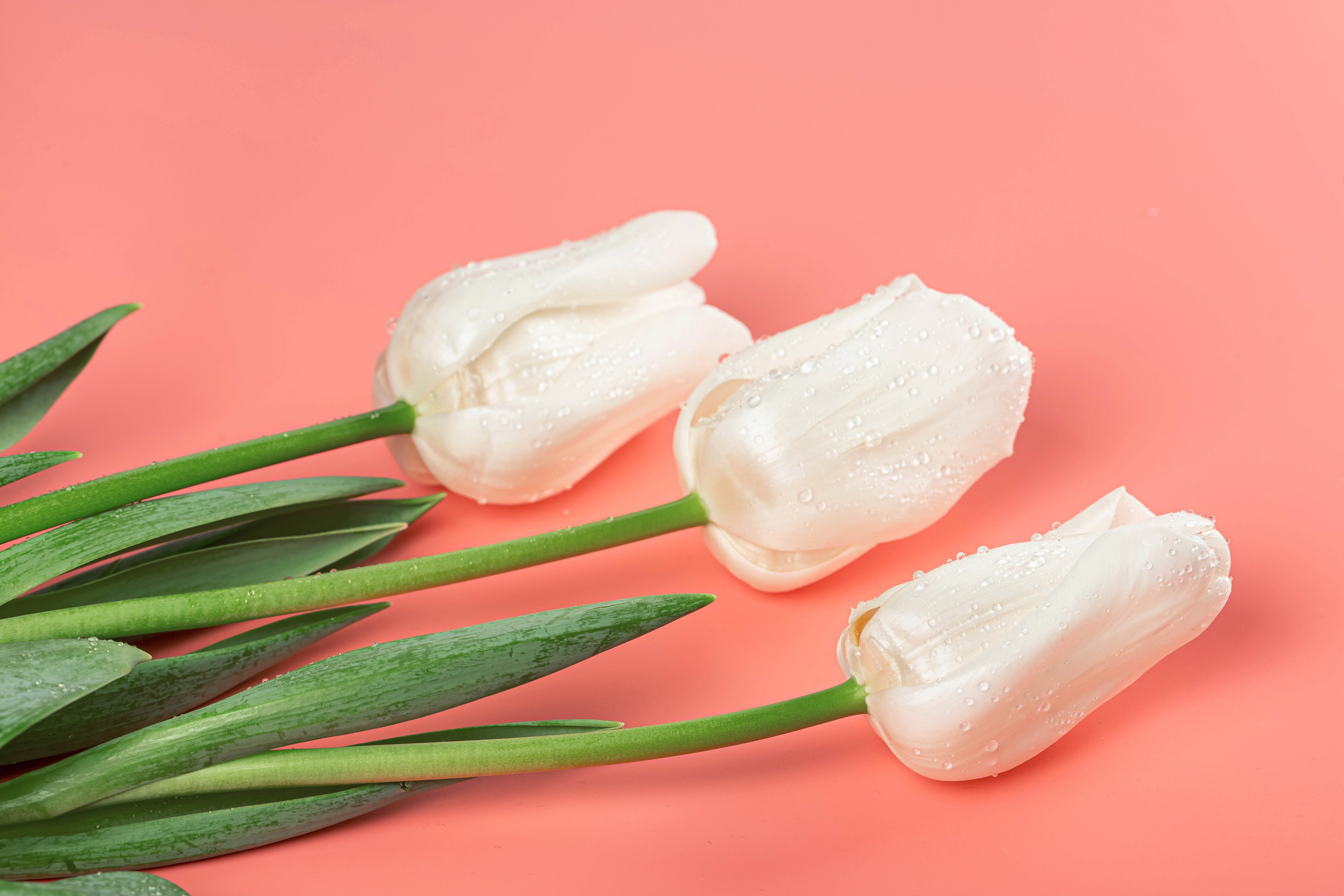Three white tulips with water drops on a pink background HD Wallpaper