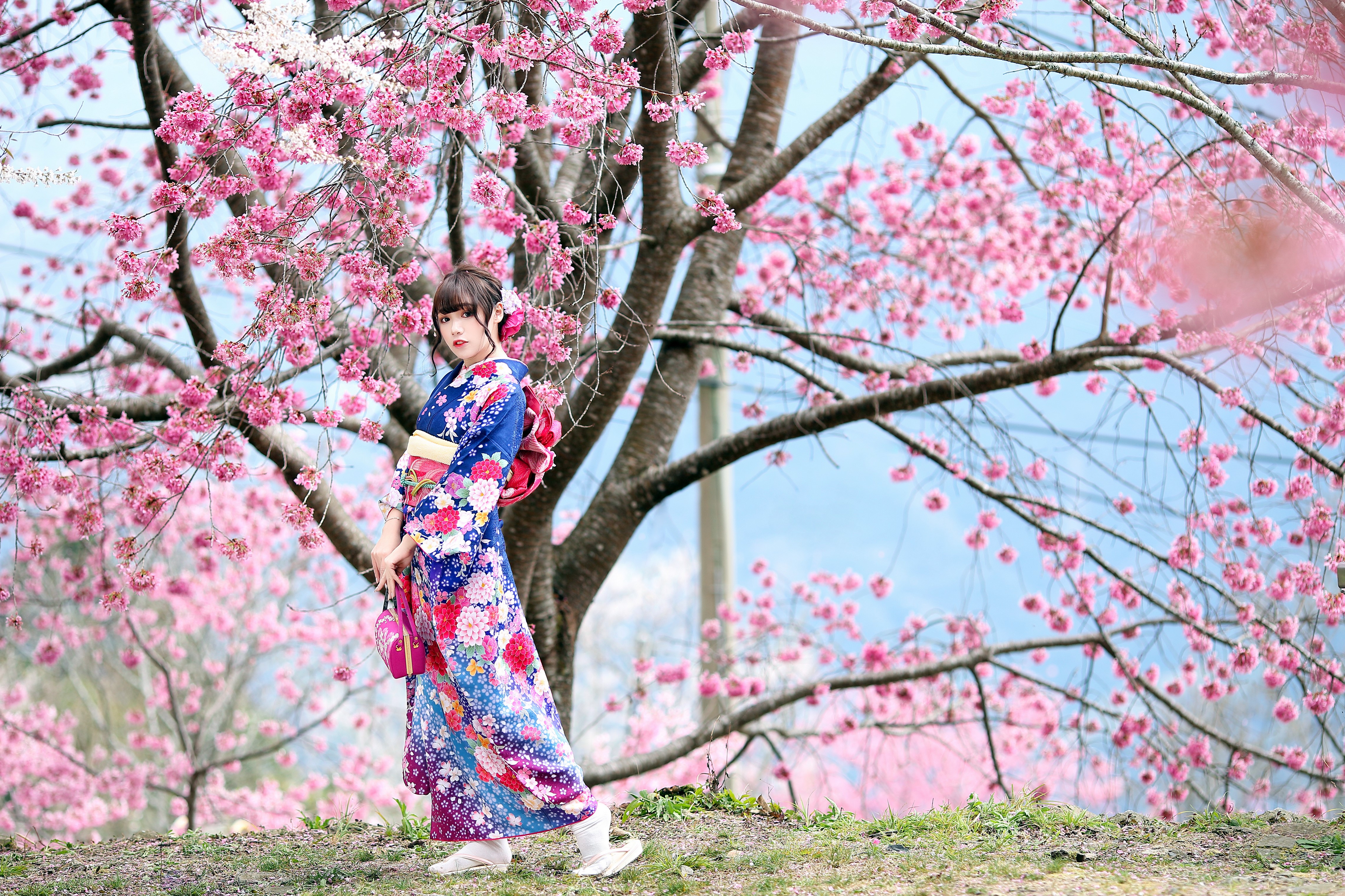 Woman in Kimono Poses Under Sakura Trees HD Wallpaper