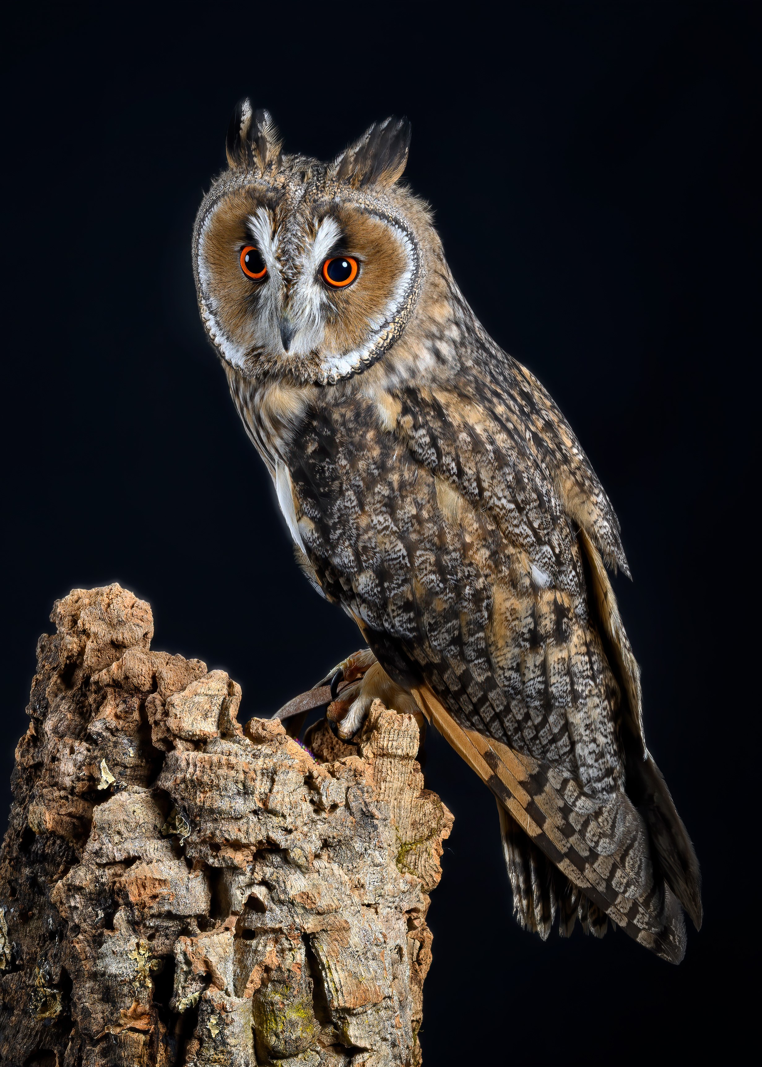 Long-eared owl perched on a tree stump HD Phone Wallpaper