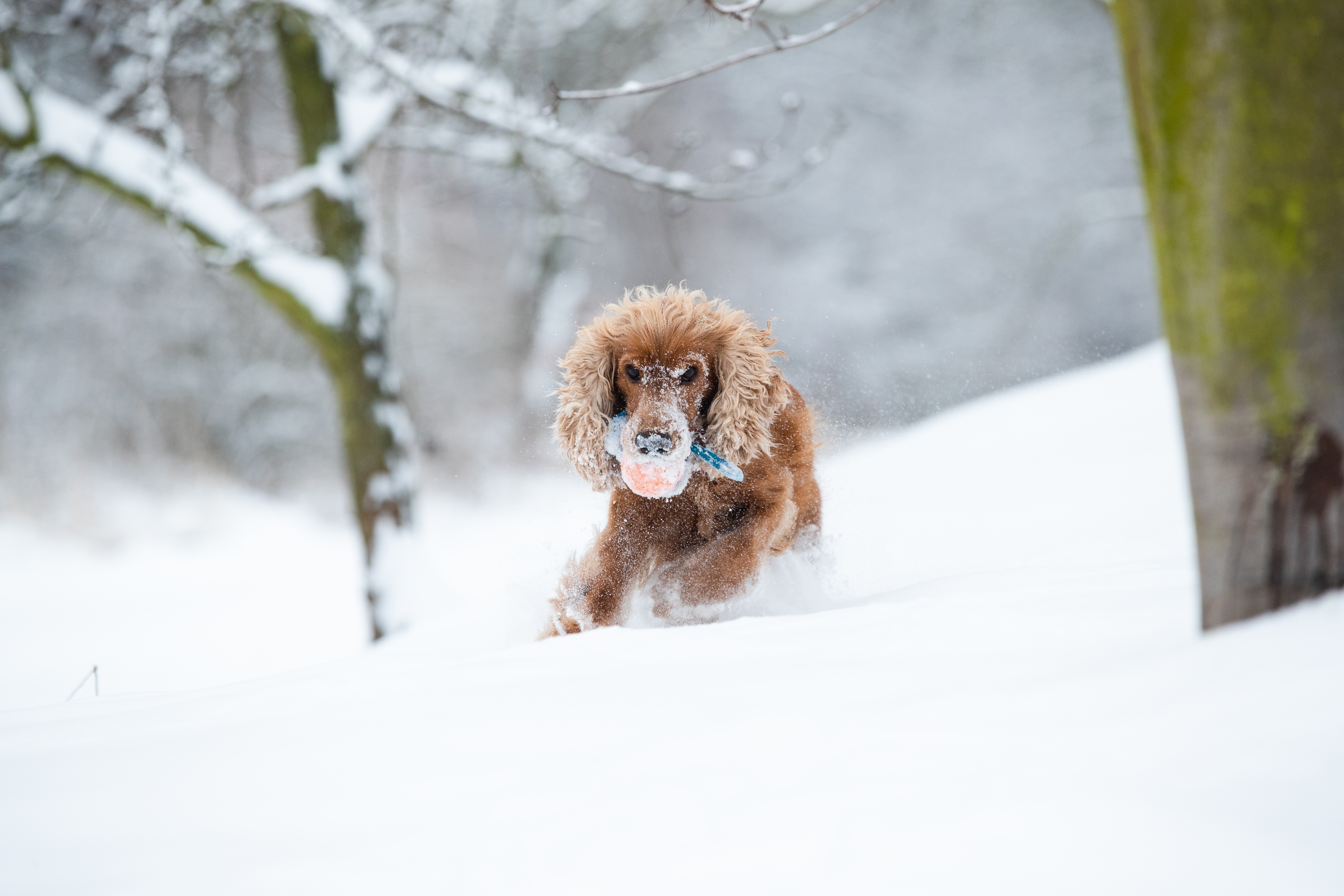 Brown Cocker Spaniel running in snow with ball HD Wallpaper