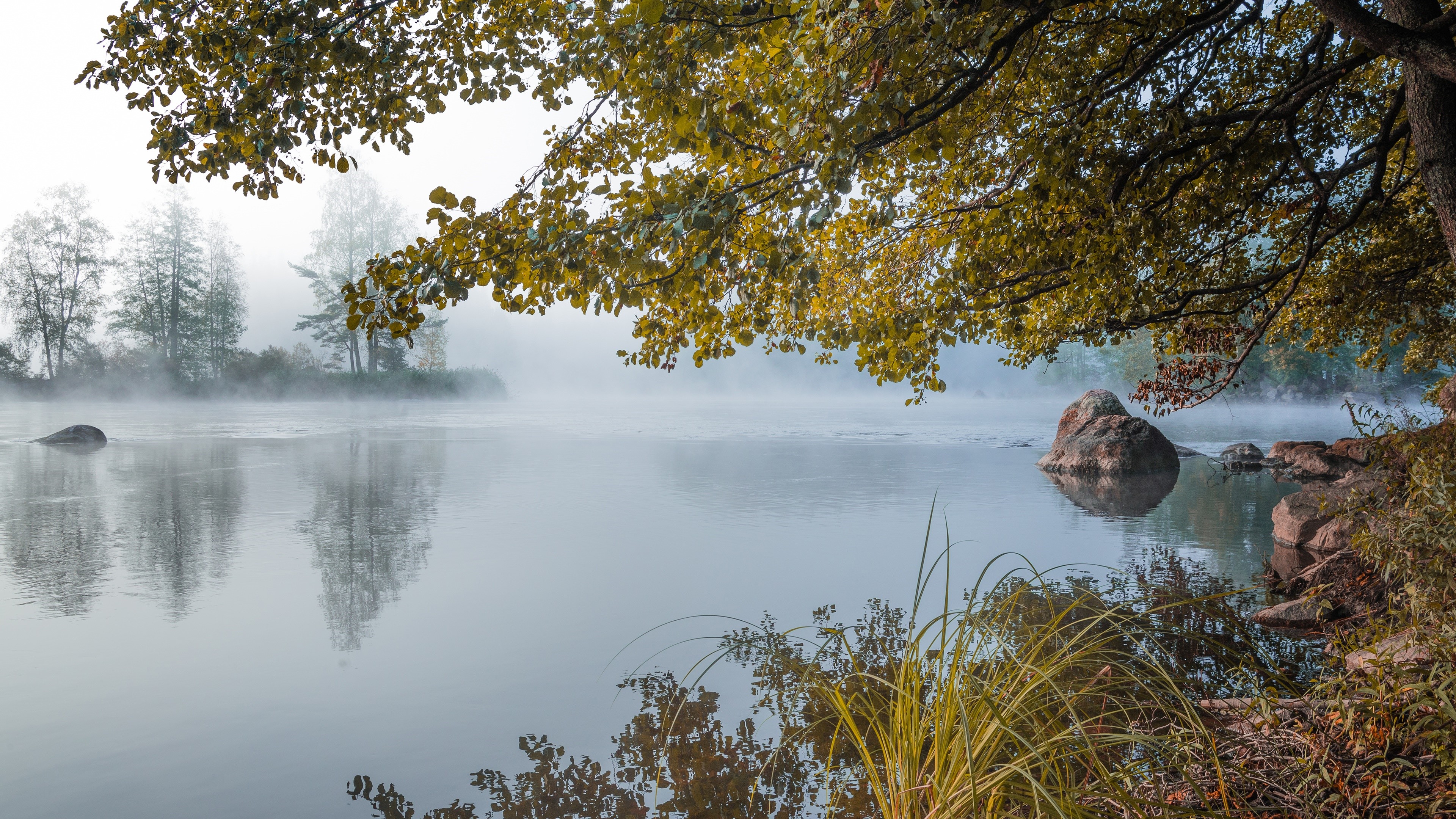 Misty lake with trees and rocks in the morning HD Wallpaper