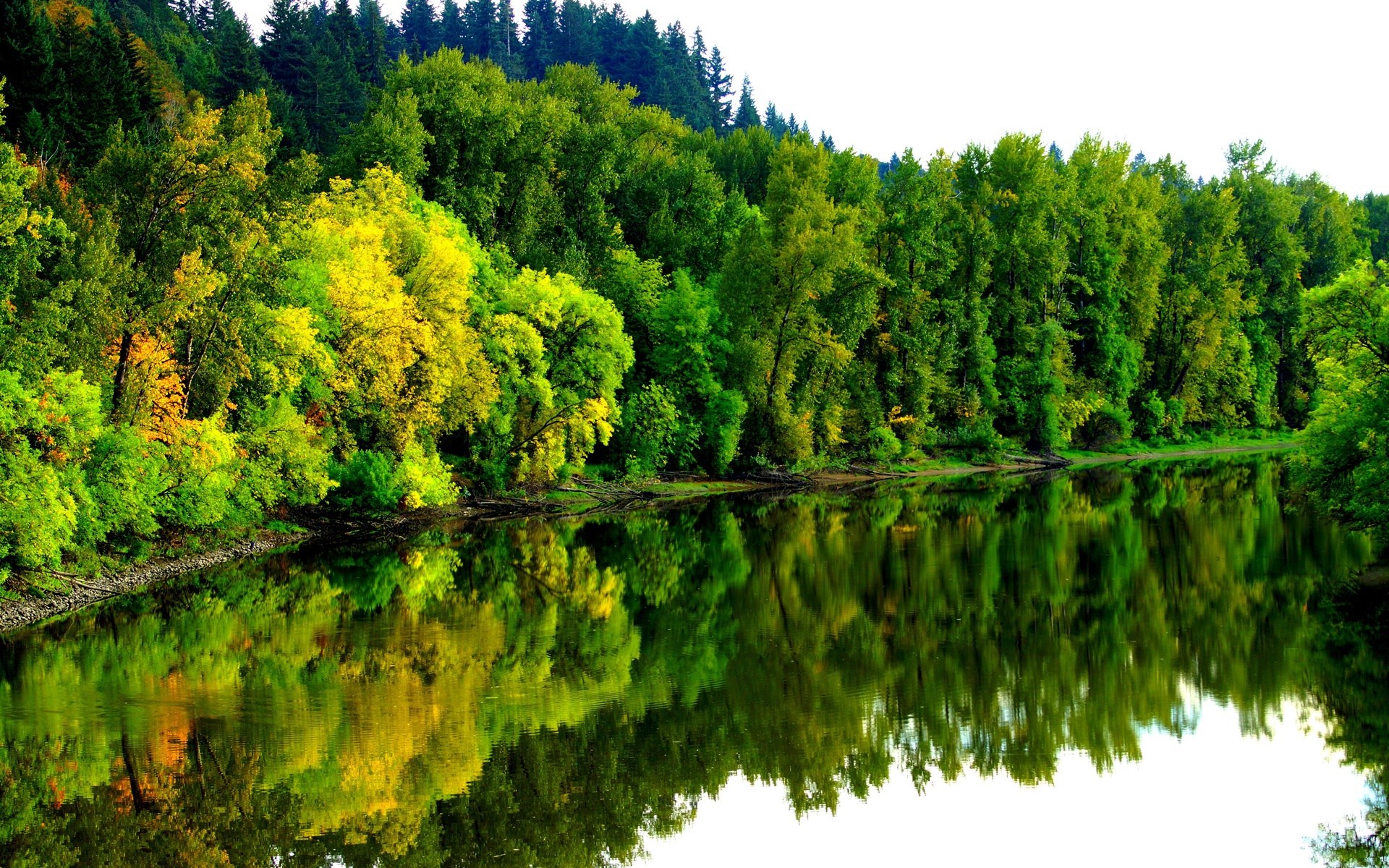 River reflecting a dense forest with autumn colors HD Wallpaper