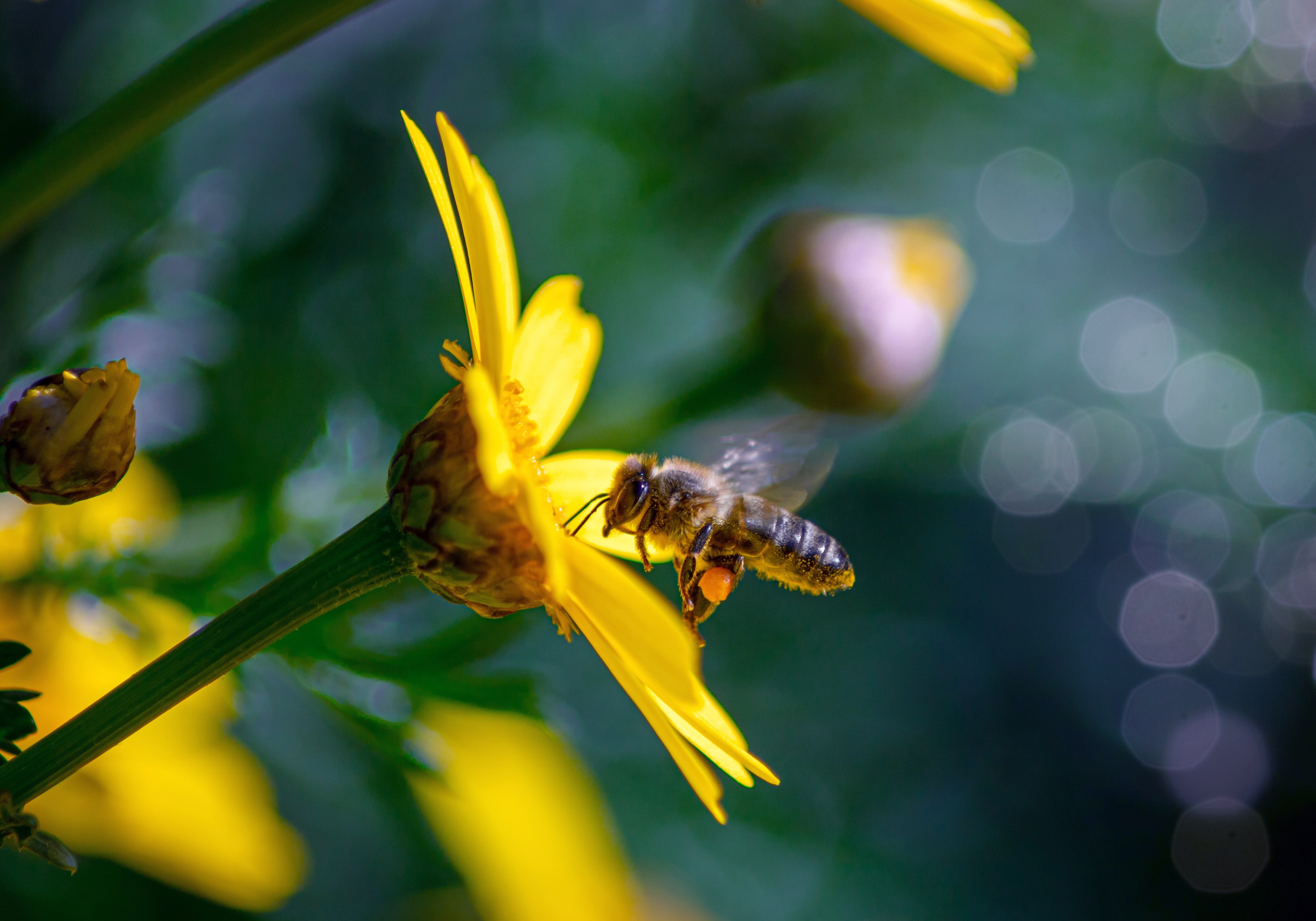 Bee collecting pollen from a yellow flower HD Wallpaper