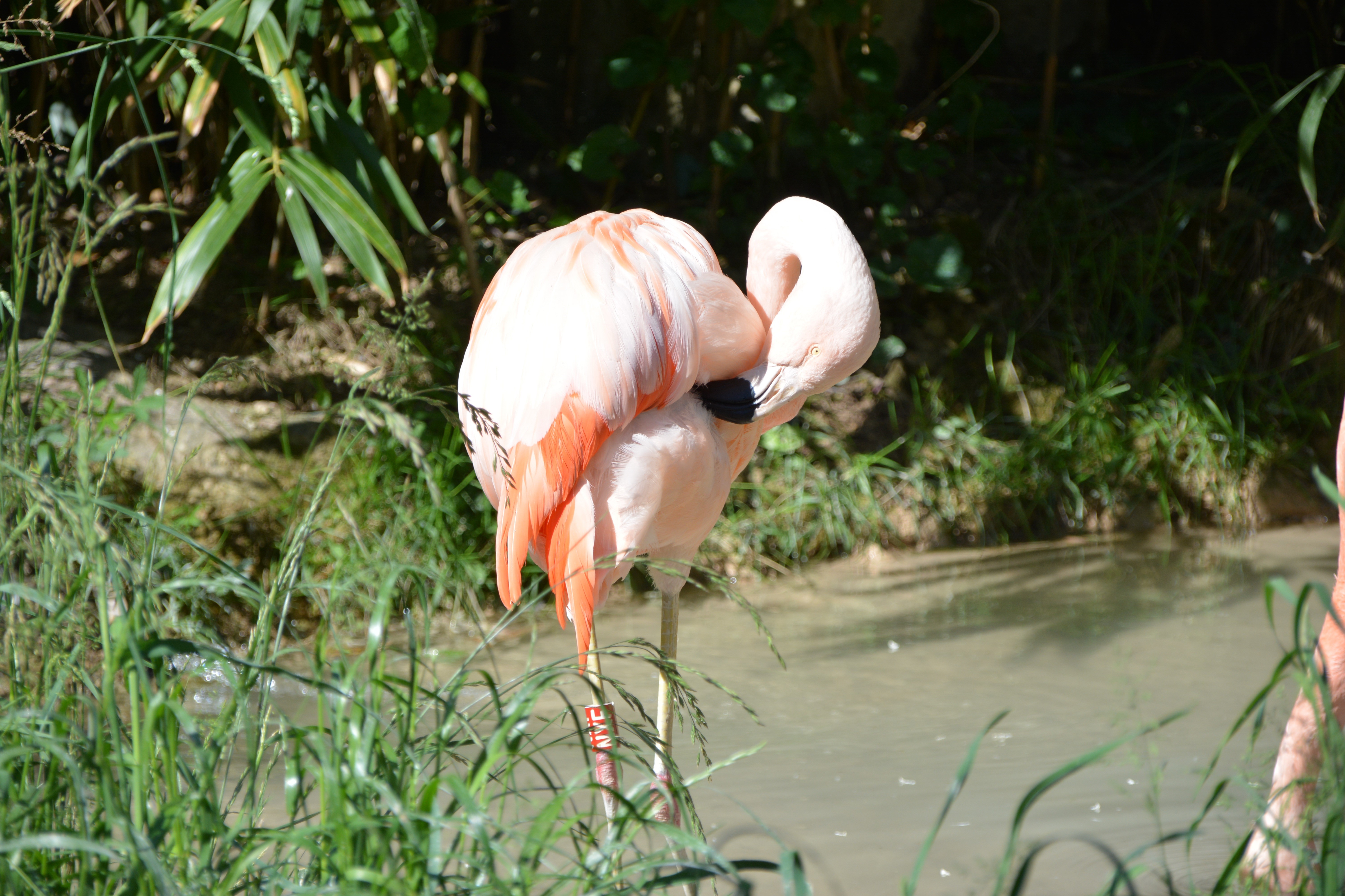 Flamingo preening in shallow water with grass HD Wallpaper