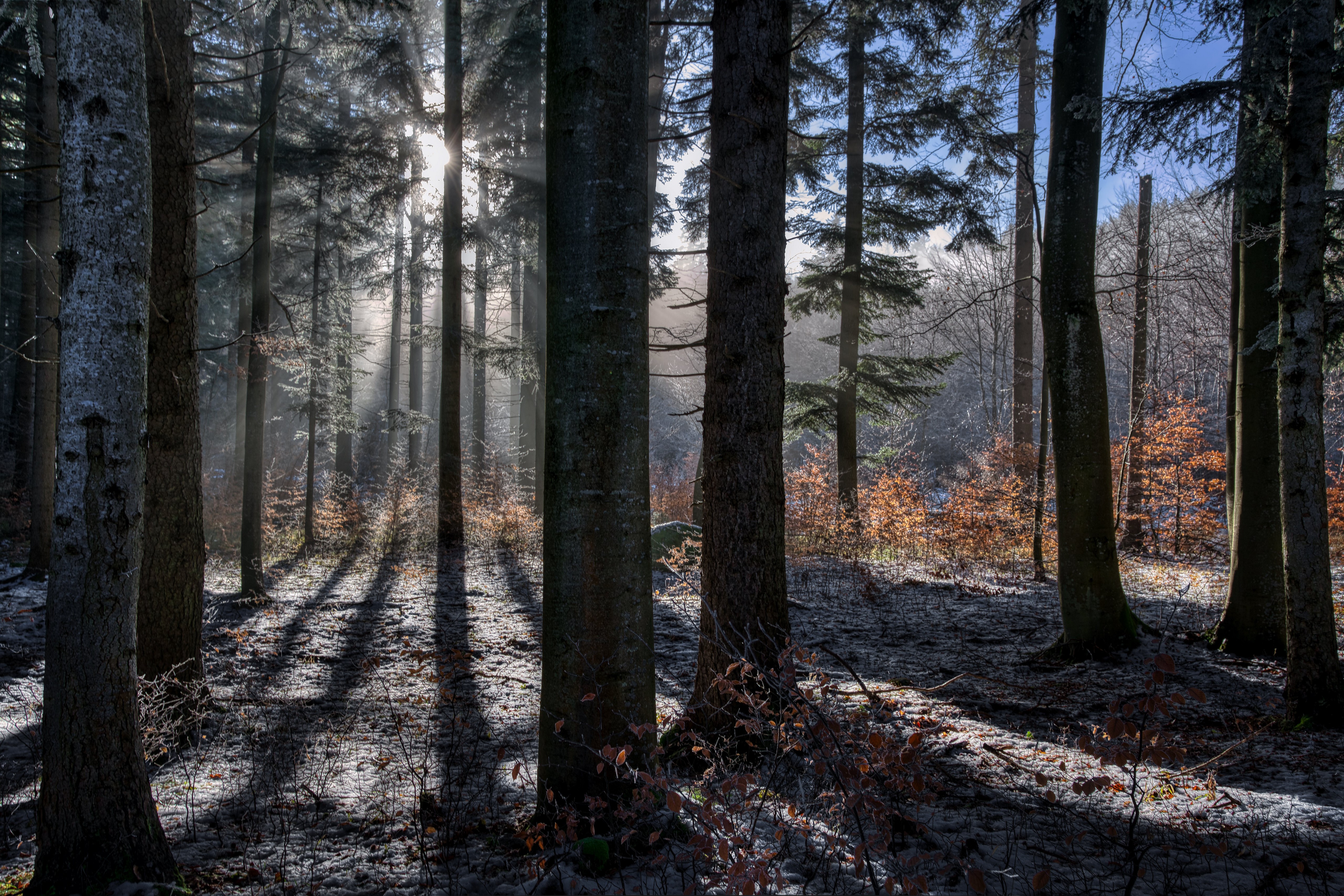 Sunlight filtering through trees in a forest HD Wallpaper