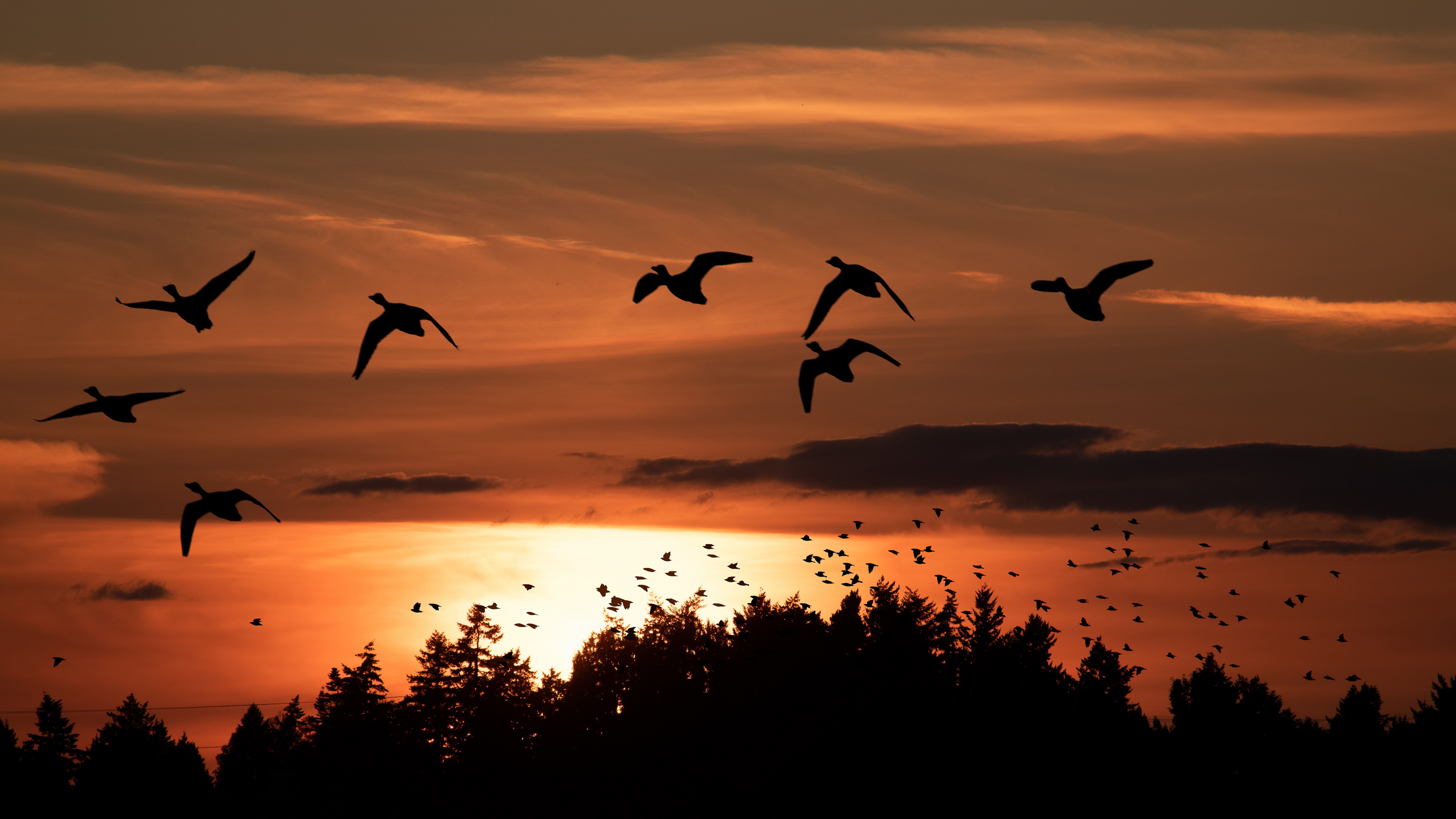 4K Sunset Silhouettes of Birds in Canada HD Wallpaper