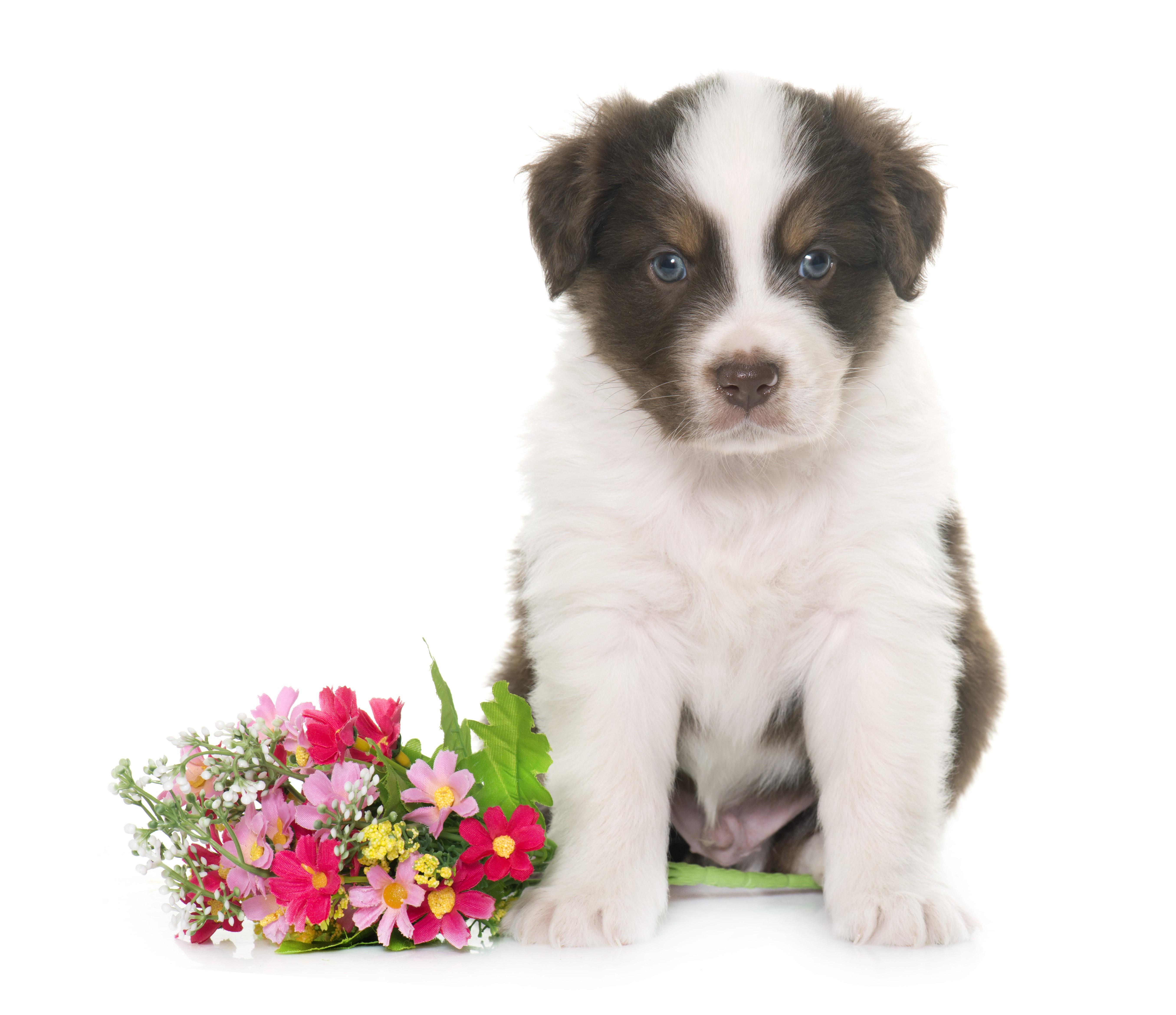 Australian Shepherd Puppy with Flowers HD Wallpaper