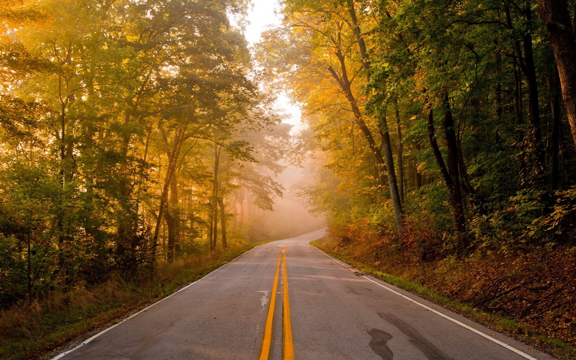 Road through autumn forest with fog HD Wallpaper