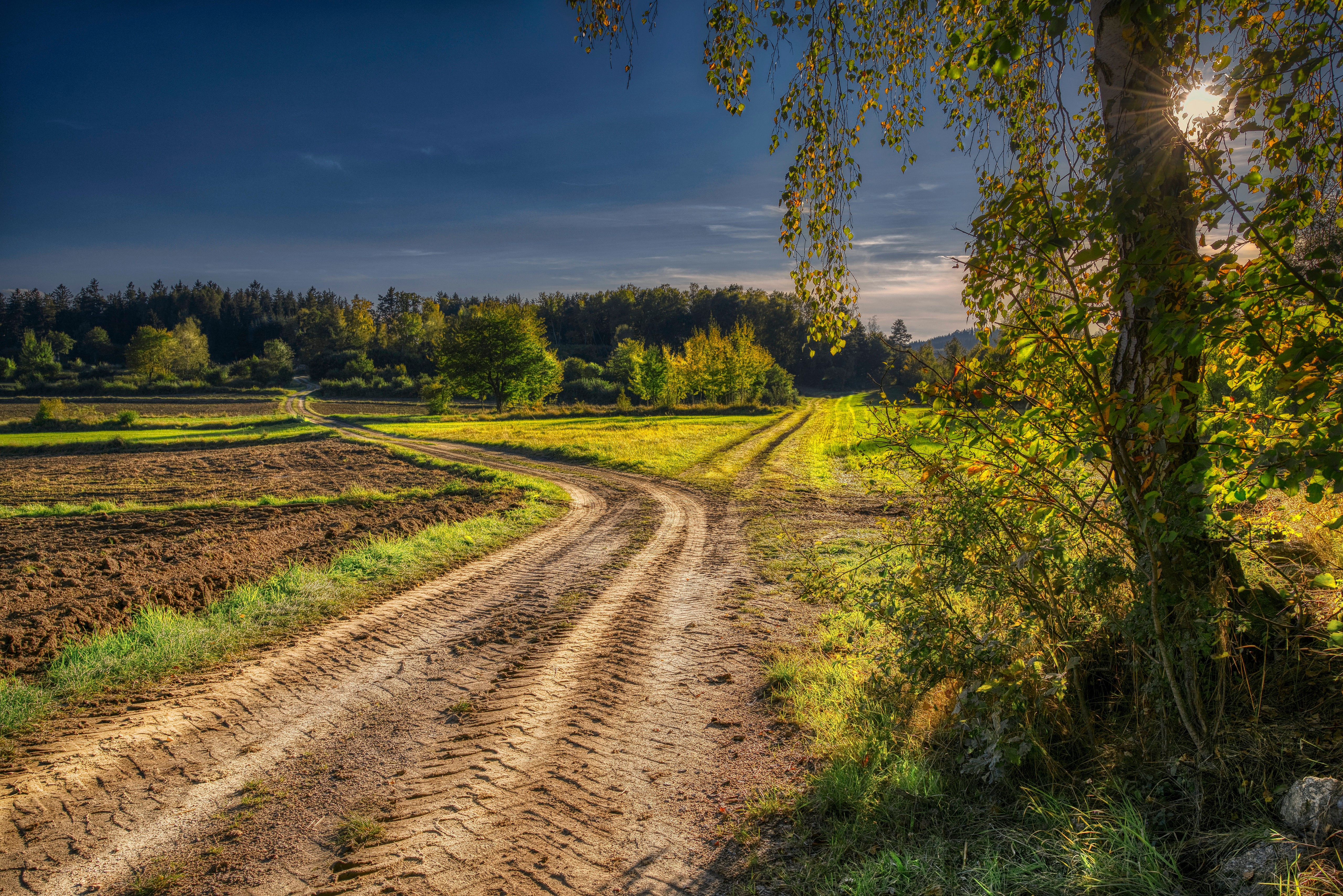 Dirt road through fields with trees HD Wallpaper