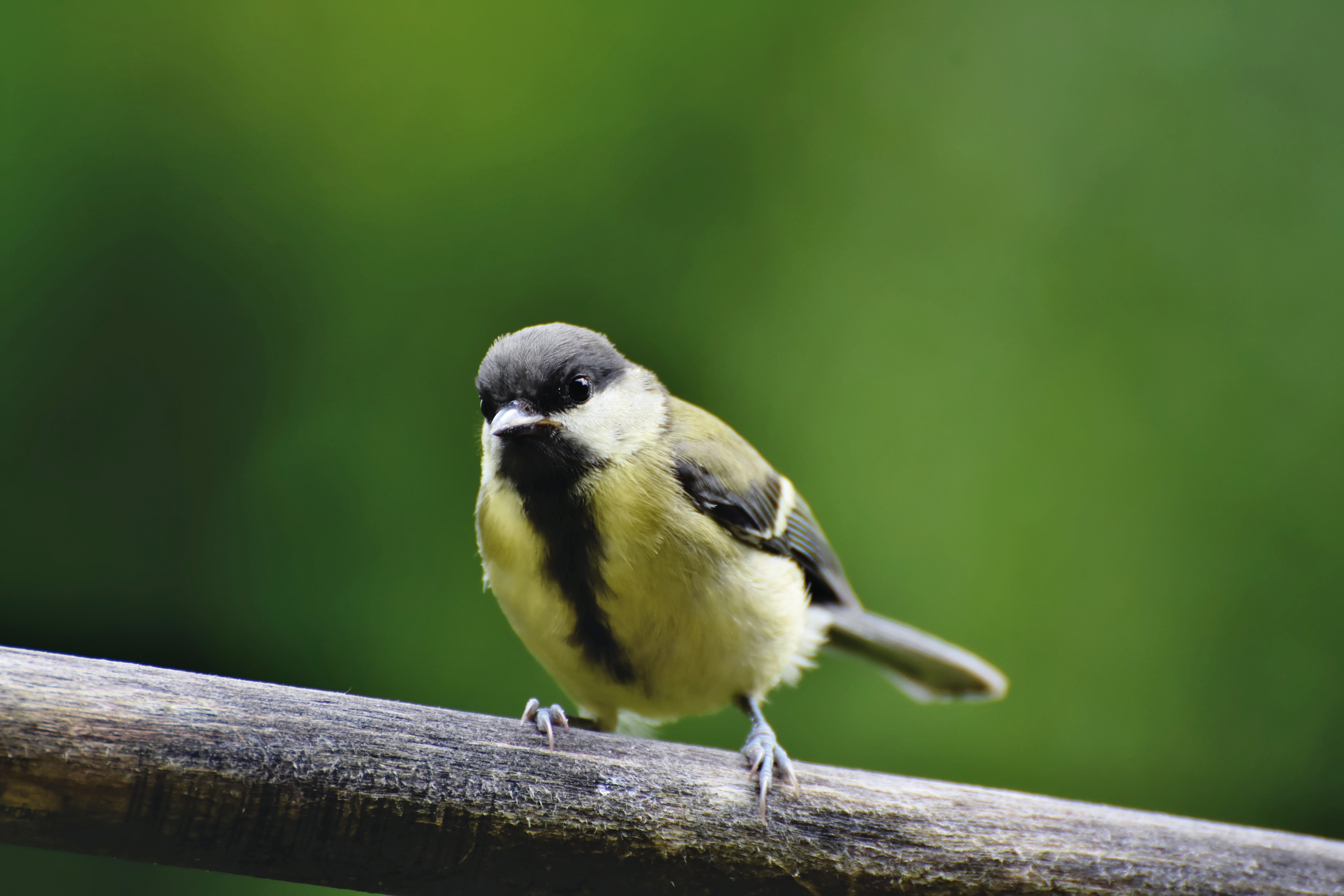 Great Tit bird on a branch HD Wallpaper