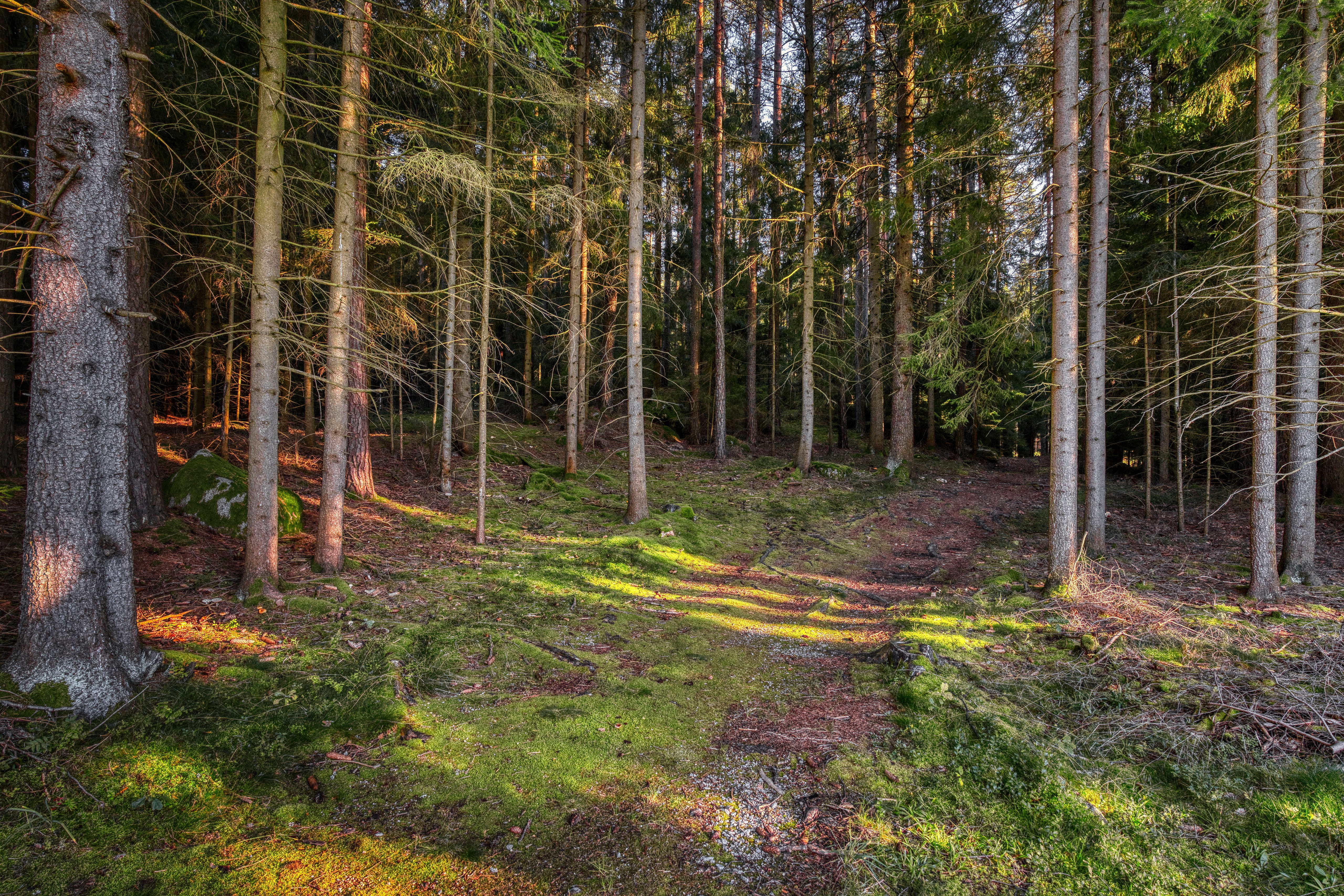 Forest with moss and sunlight HD Wallpaper