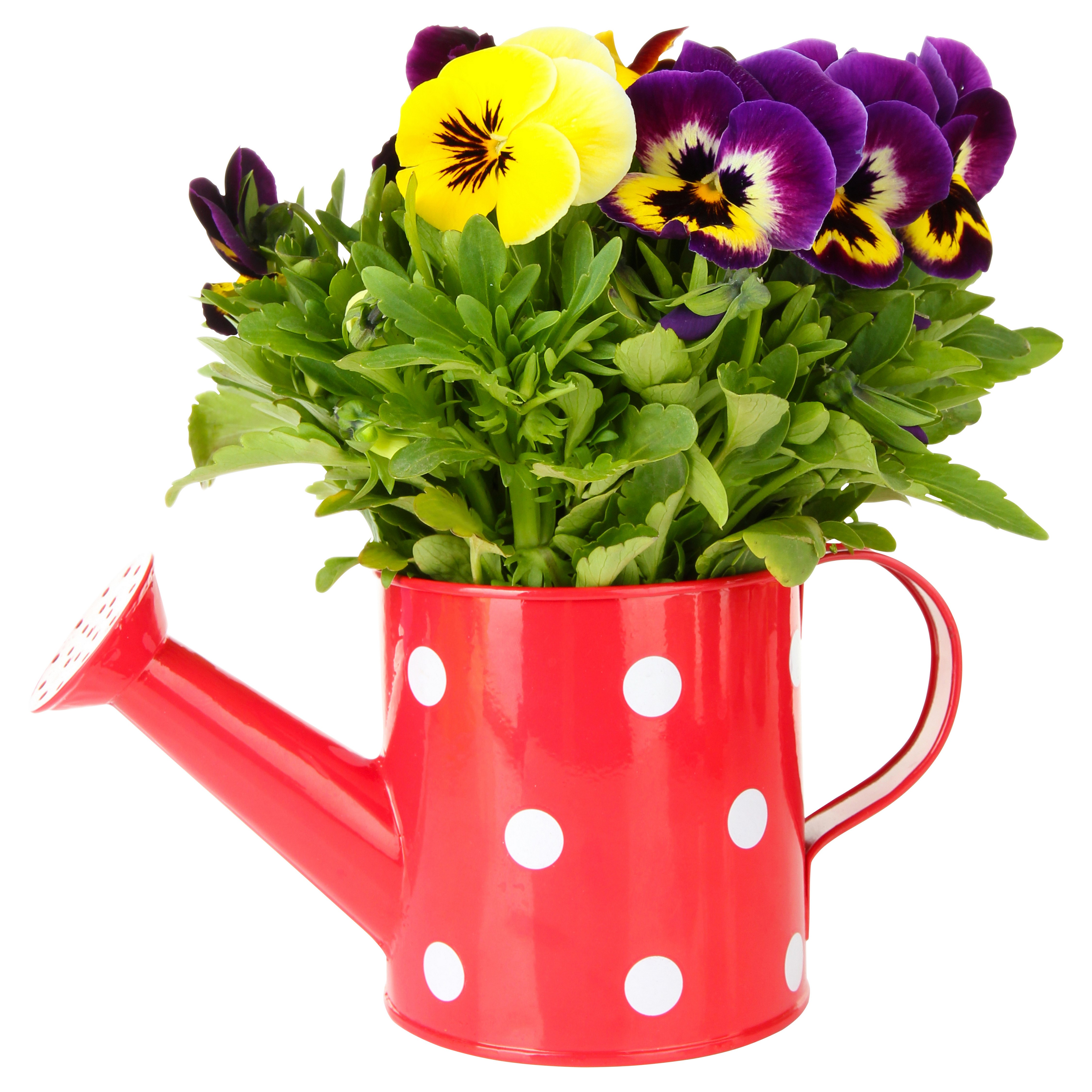 Pansies in a red polka dot watering can HD Wallpaper