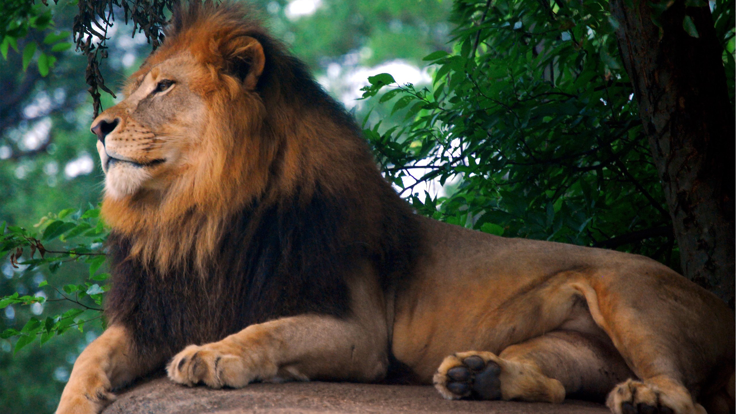 Lion resting on a rock with trees in the background HD Wallpaper