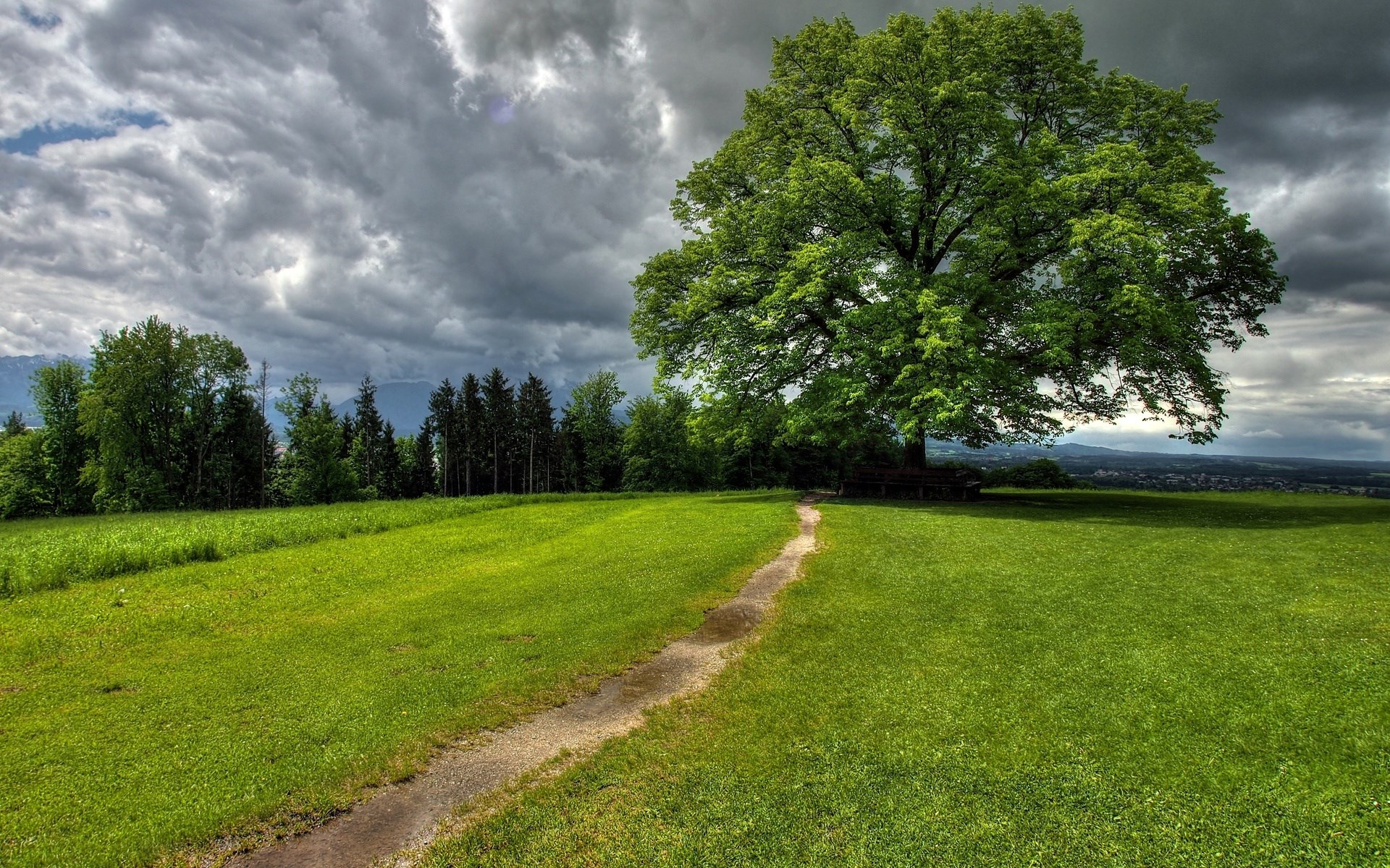 A lone tree on a grassy hill under a cloudy sky HD Wallpaper