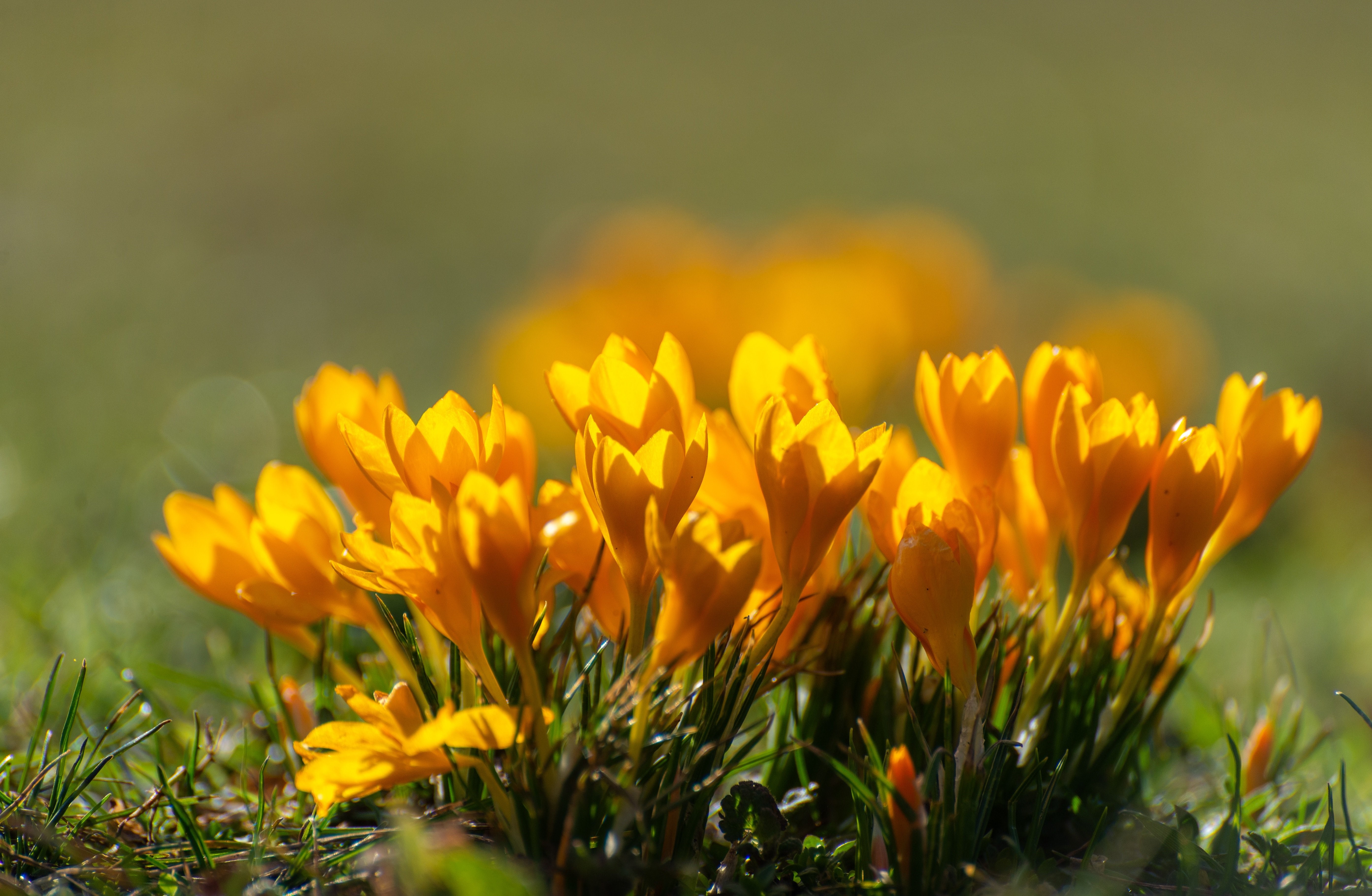 Yellow Crocuses in Spring with Bokeh HD Wallpaper