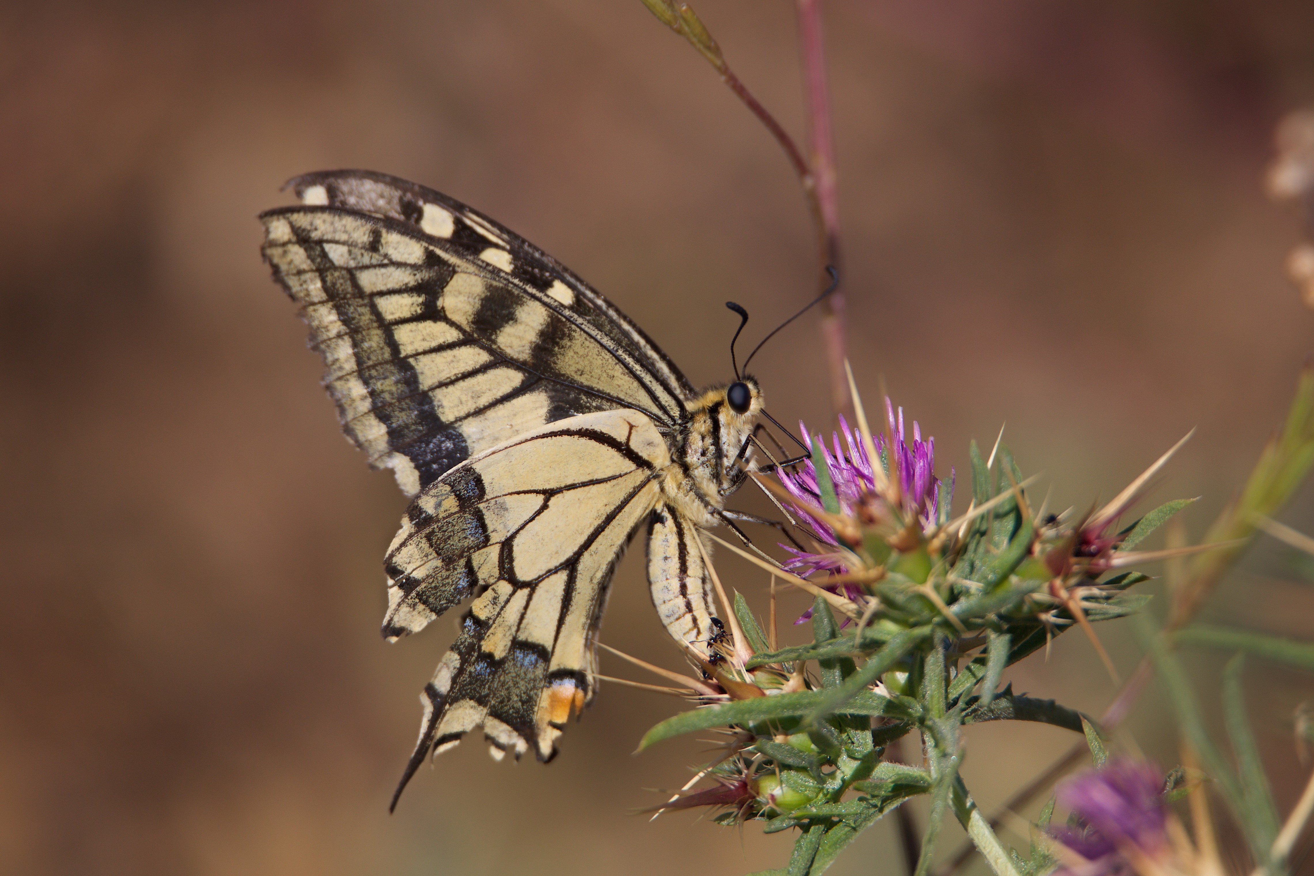 4K Papilio machaon butterfly on thistle HD Wallpaper