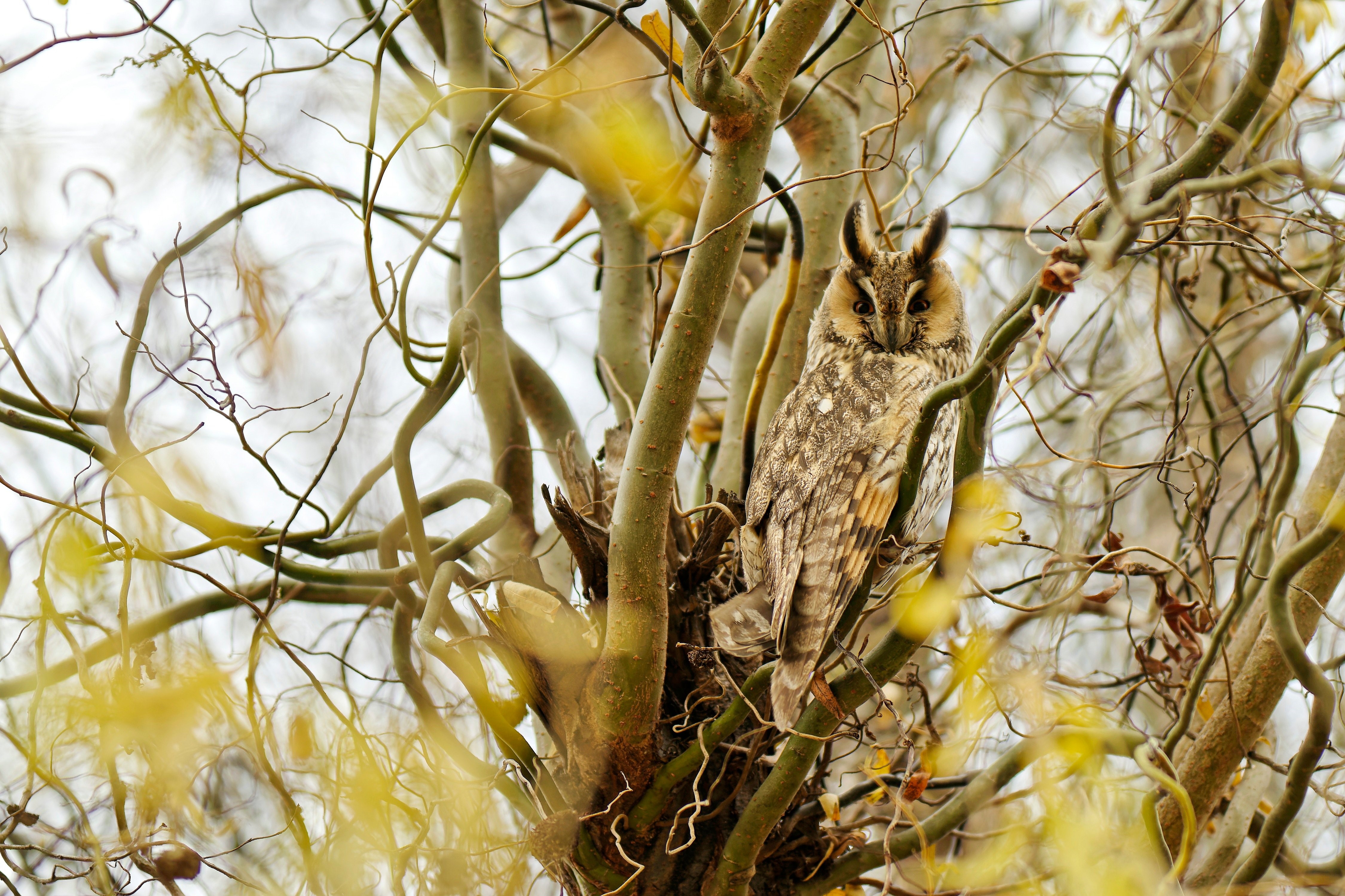Big-eared Owl perched on a tree branch HD Wallpaper