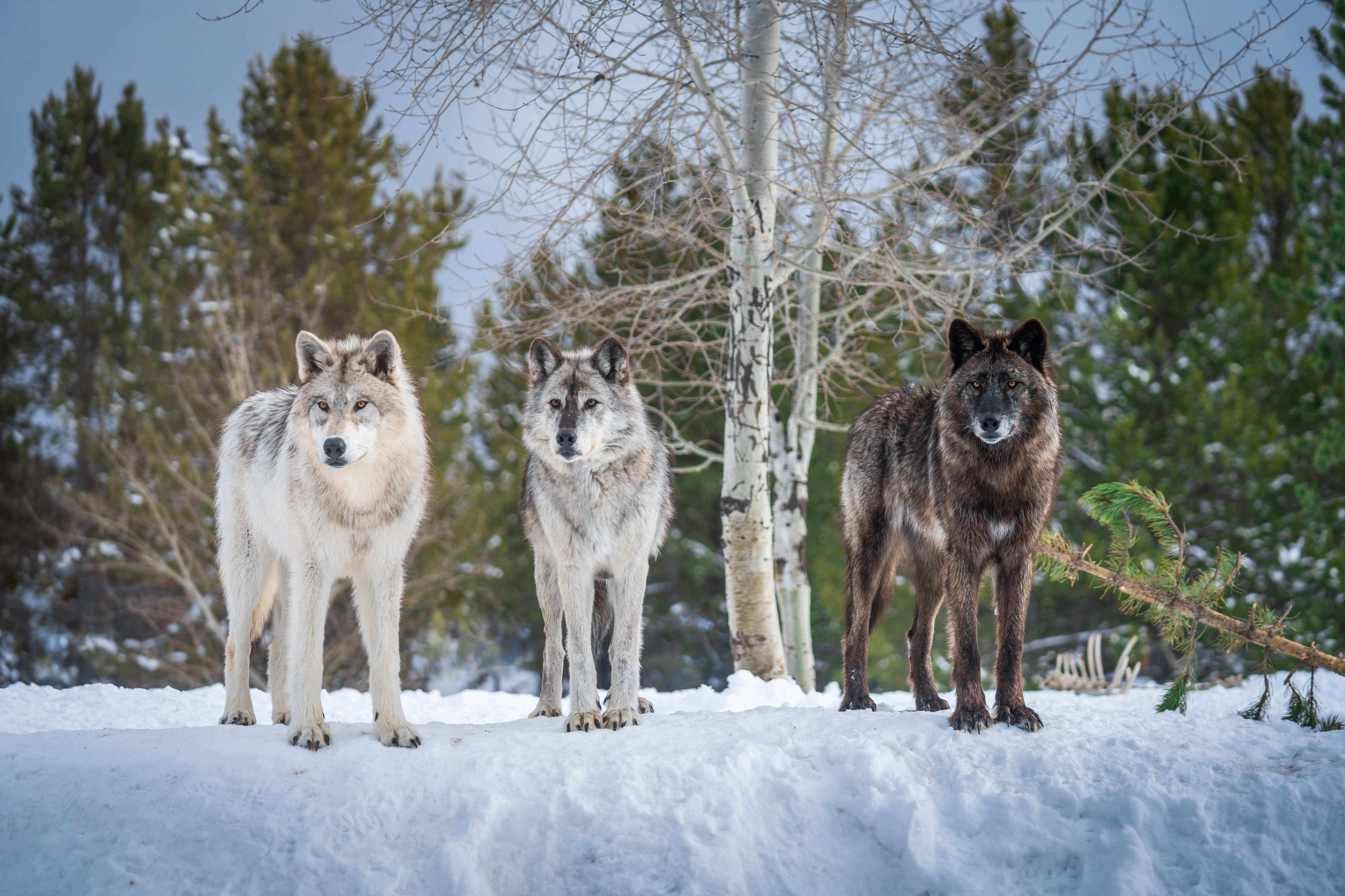 Three Wolves in Snow HD Wallpaper