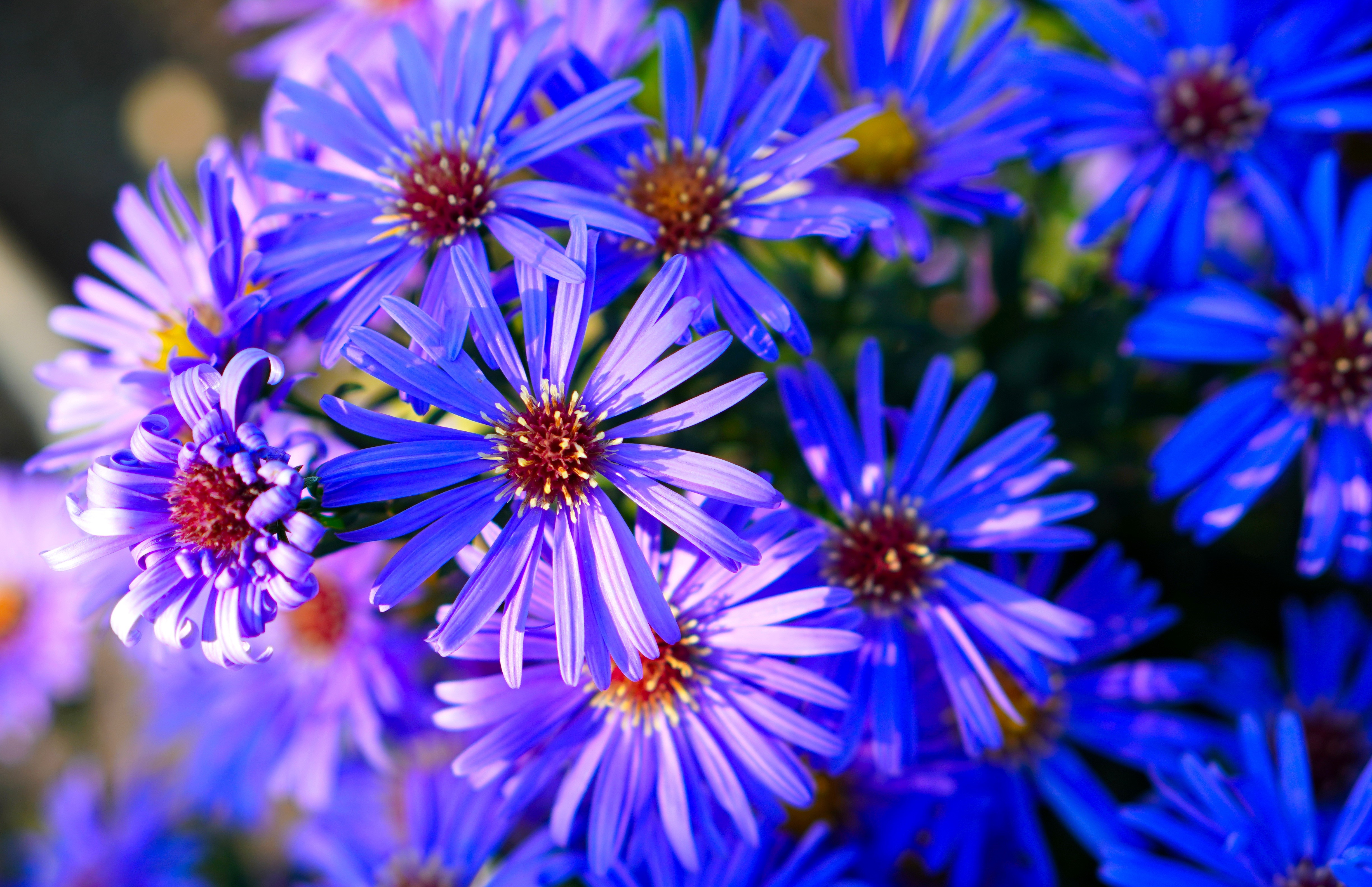 4K Closeup of Blue Asters HD Wallpaper
