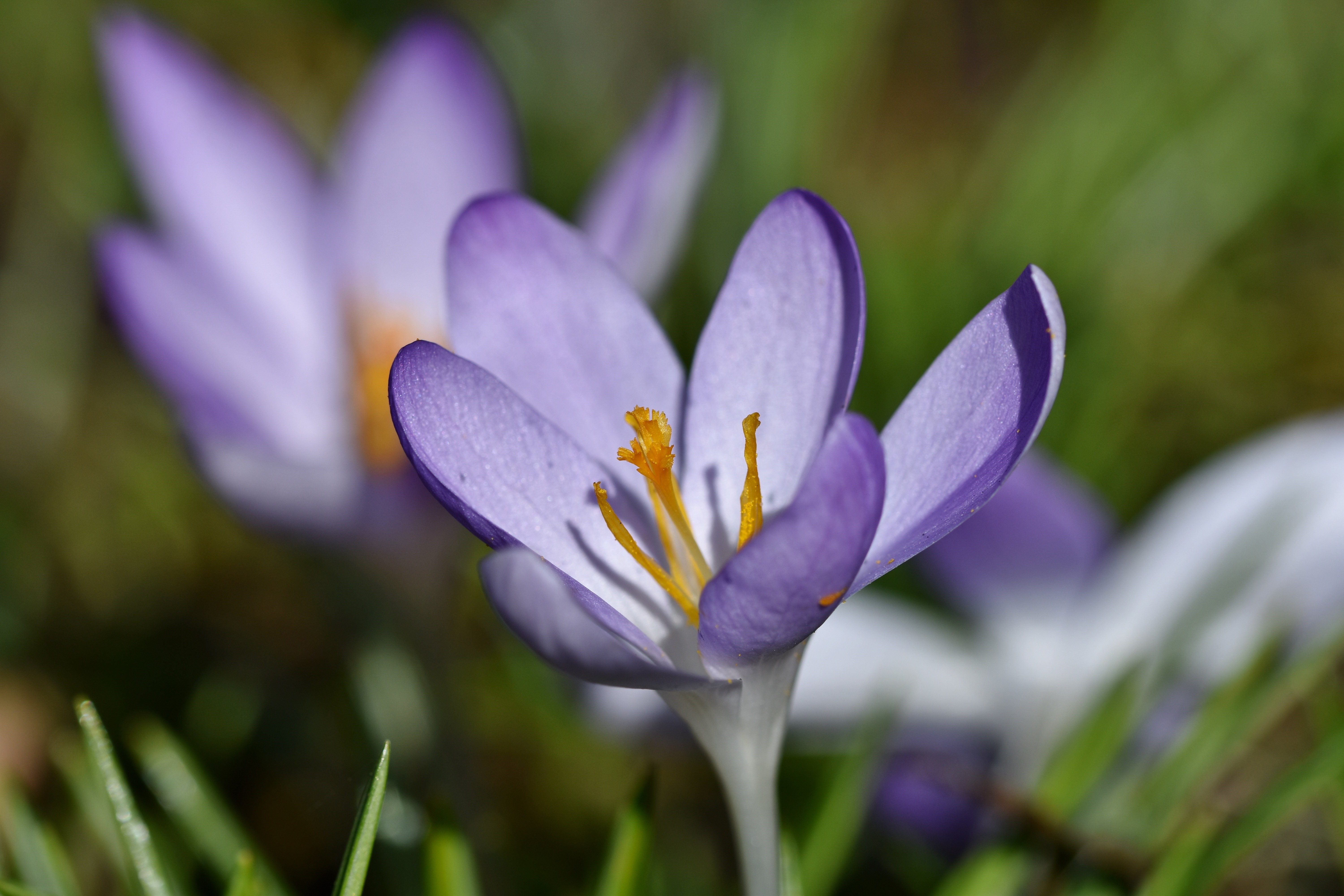 Close-up of purple crocuses with bokeh HD Wallpaper
