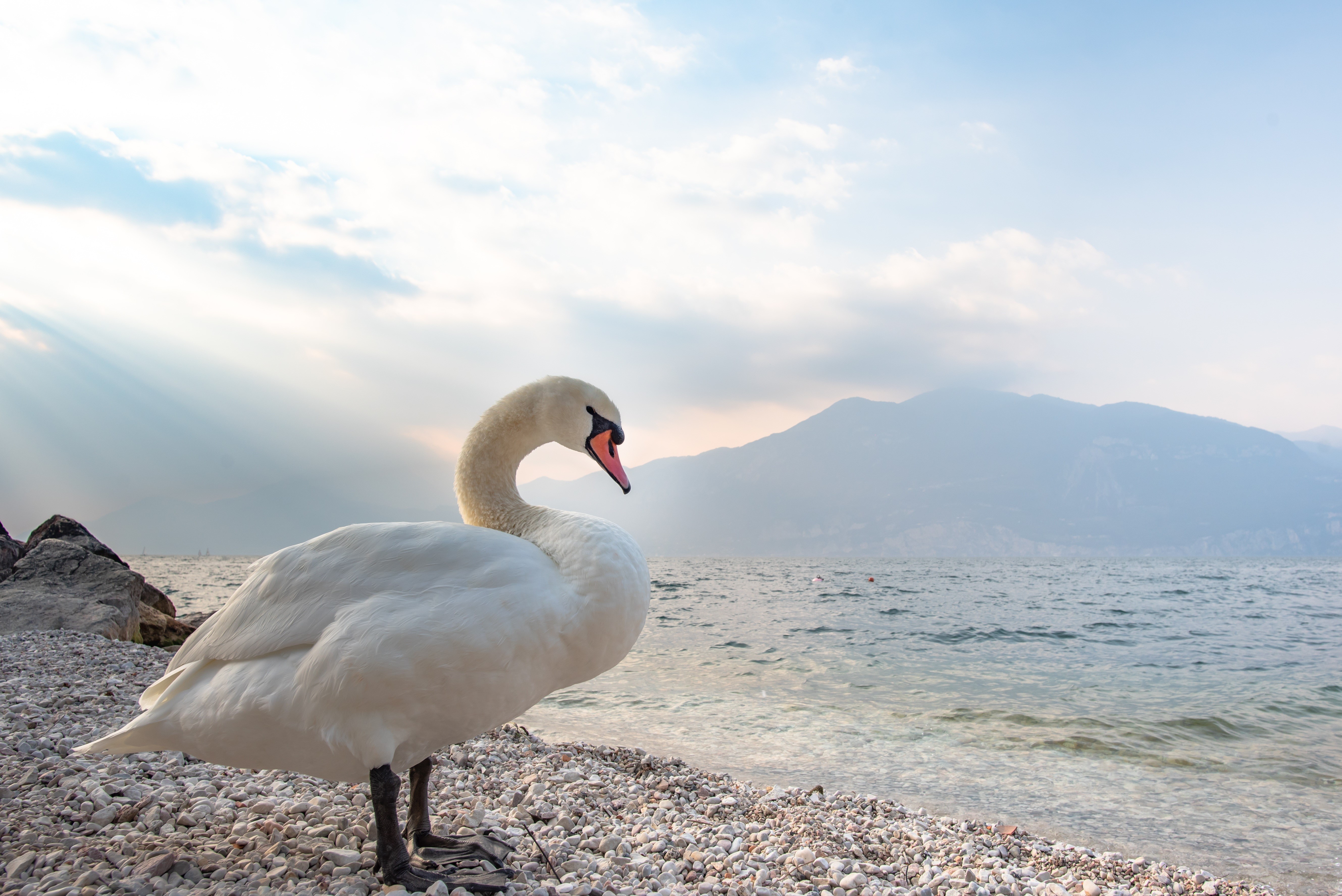 White Swan on a Pebble Beach with Mountains in the Background HD Wallpaper