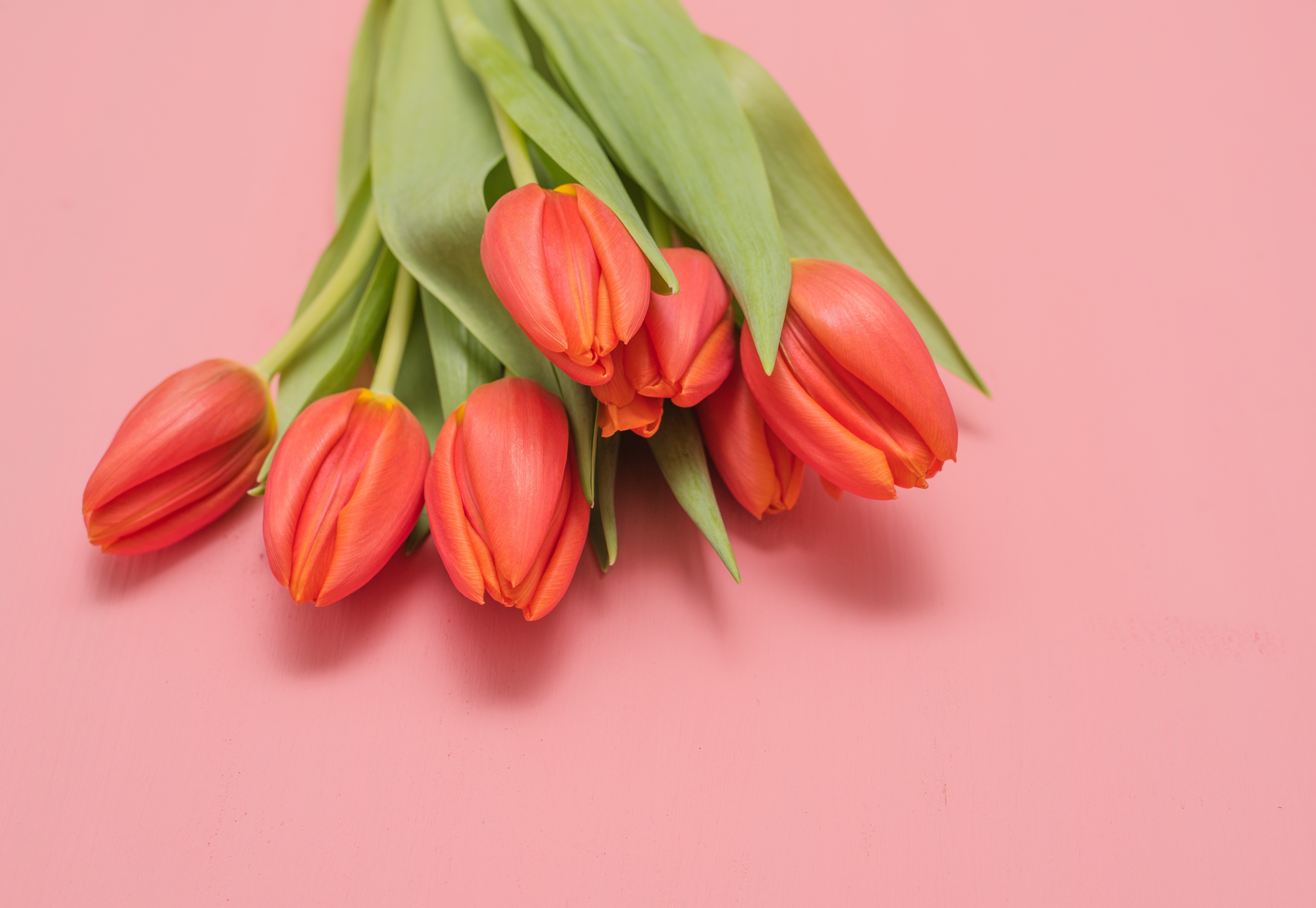Bouquet of red tulips on a pink background HD Wallpaper