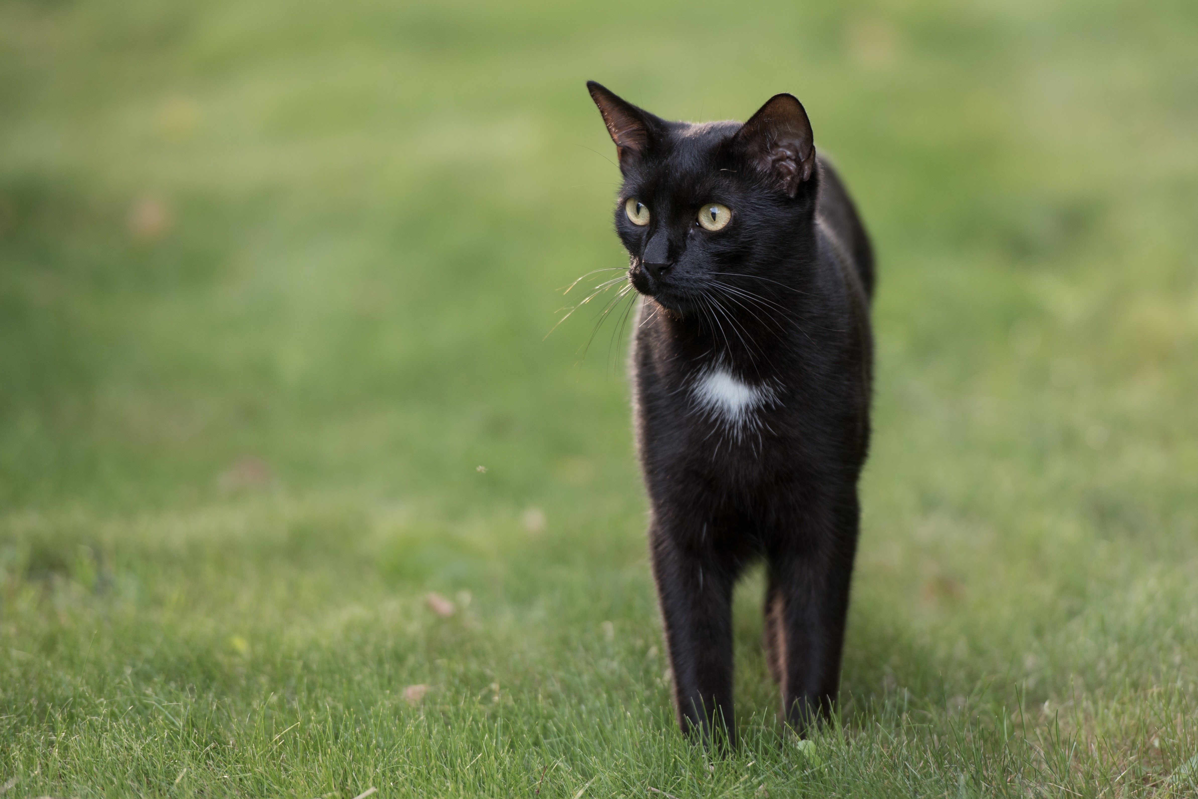 Black cat with white chest patch on grass HD Wallpaper