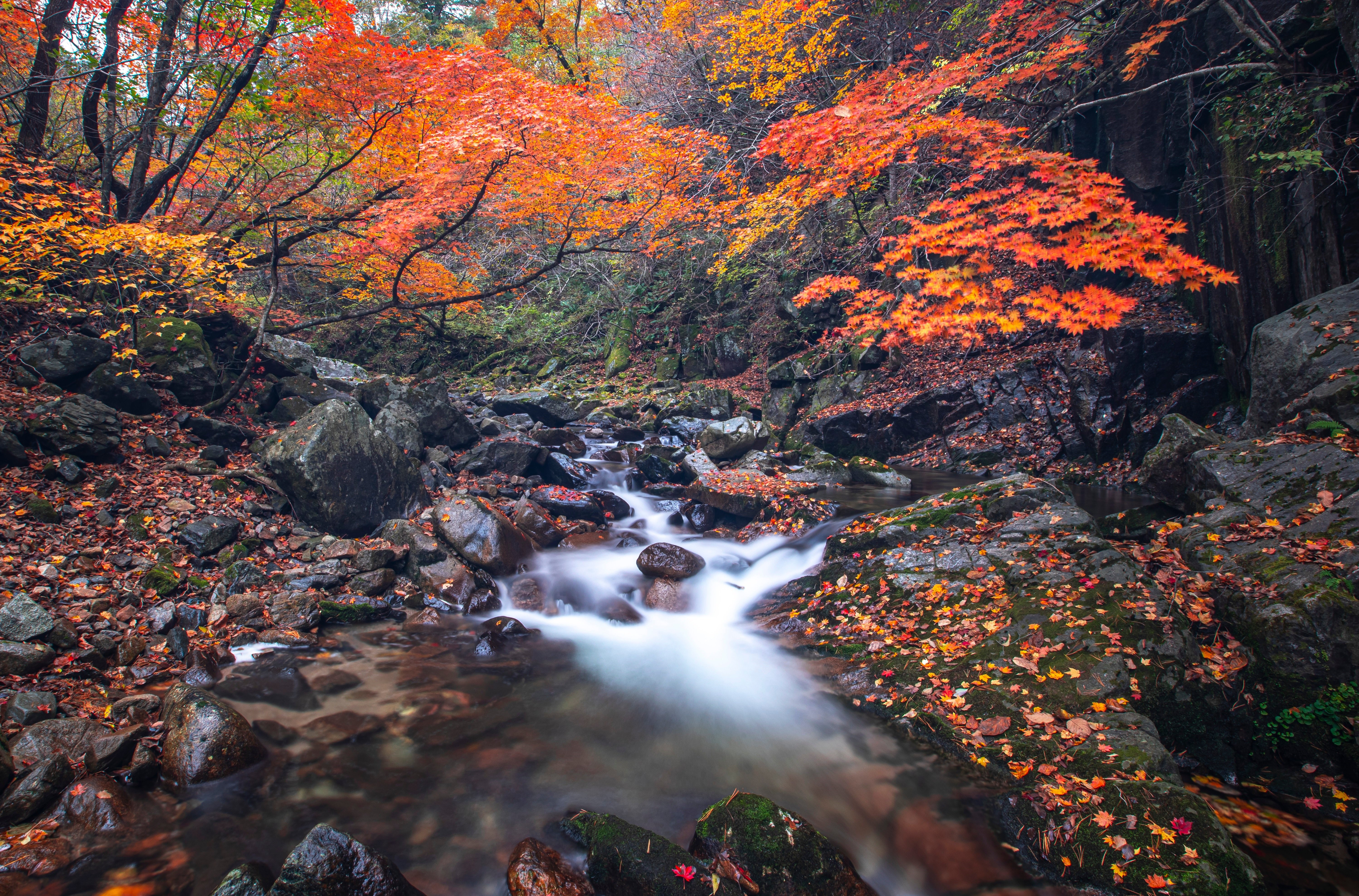 Autumn stream flowing through rocks with colorful foliage HD Wallpaper
