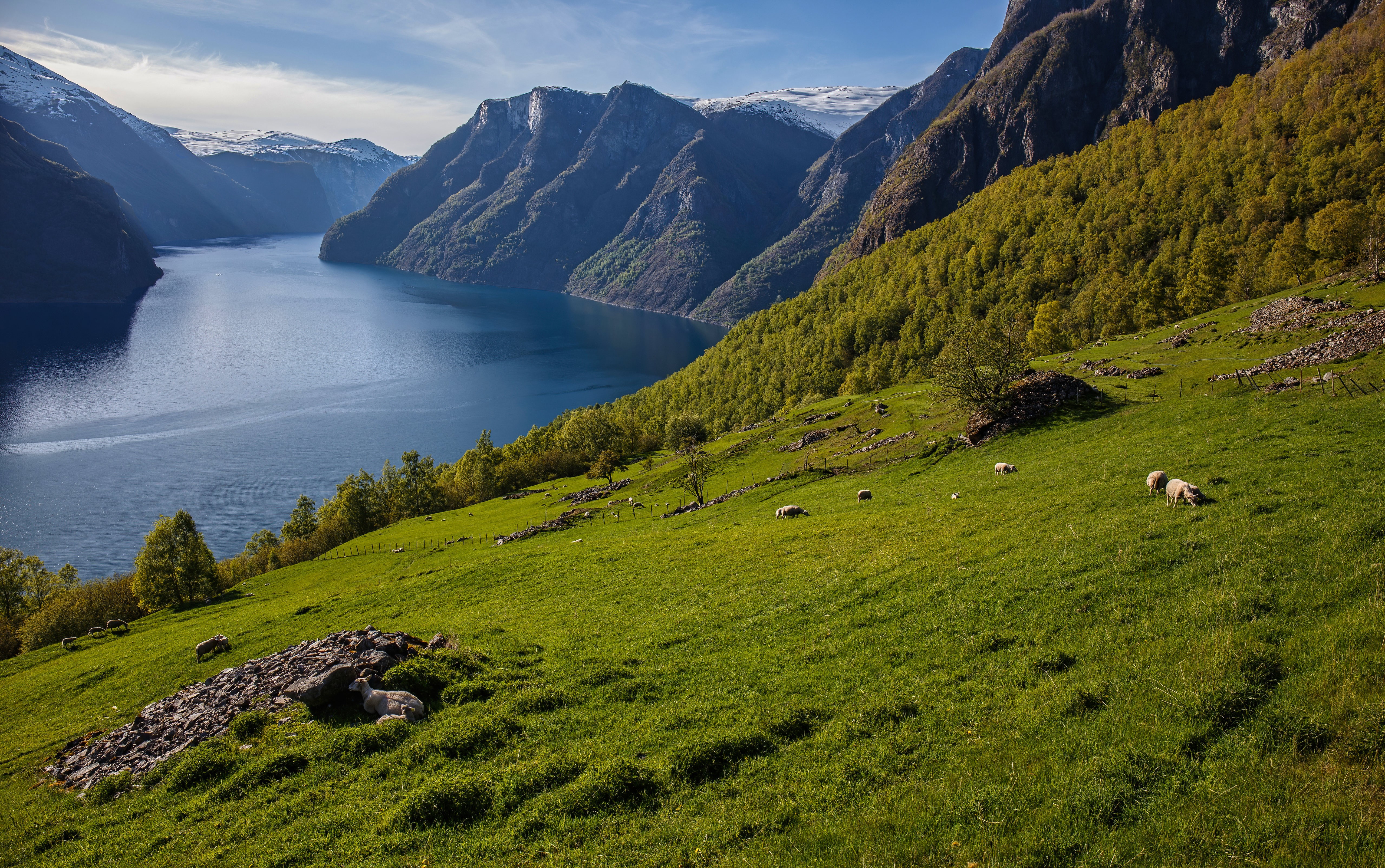 Sheep grazing on a green hillside overlooking a fjord in Norway HD Wallpaper