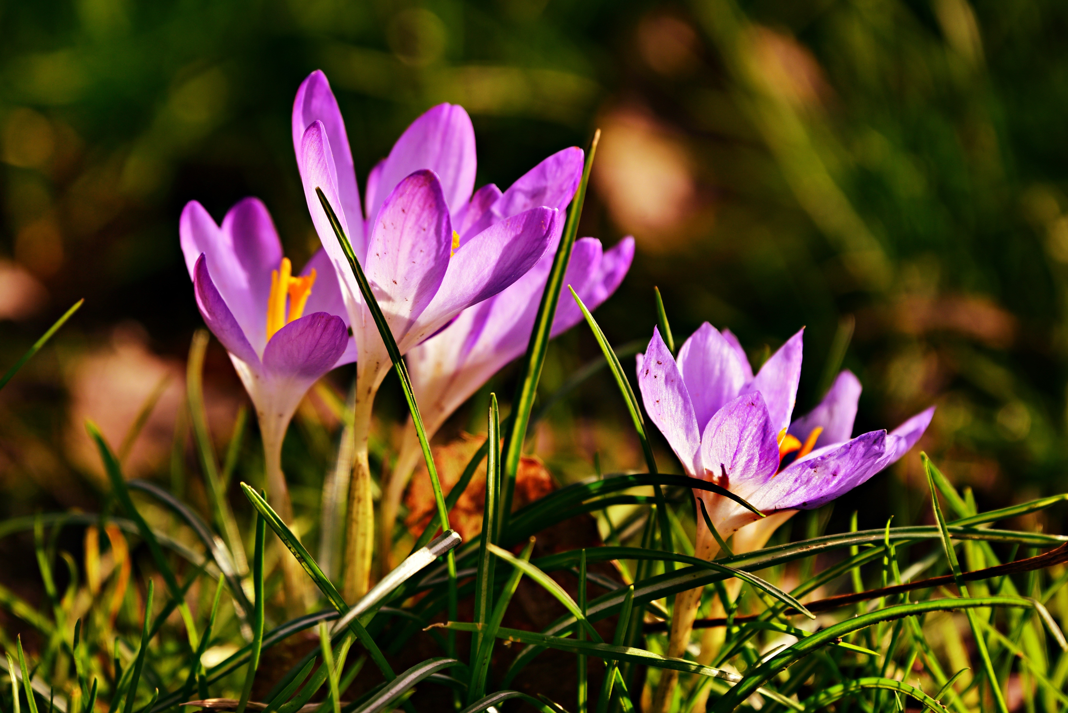 Purple Crocuses in Grass with Bokeh HD Wallpaper