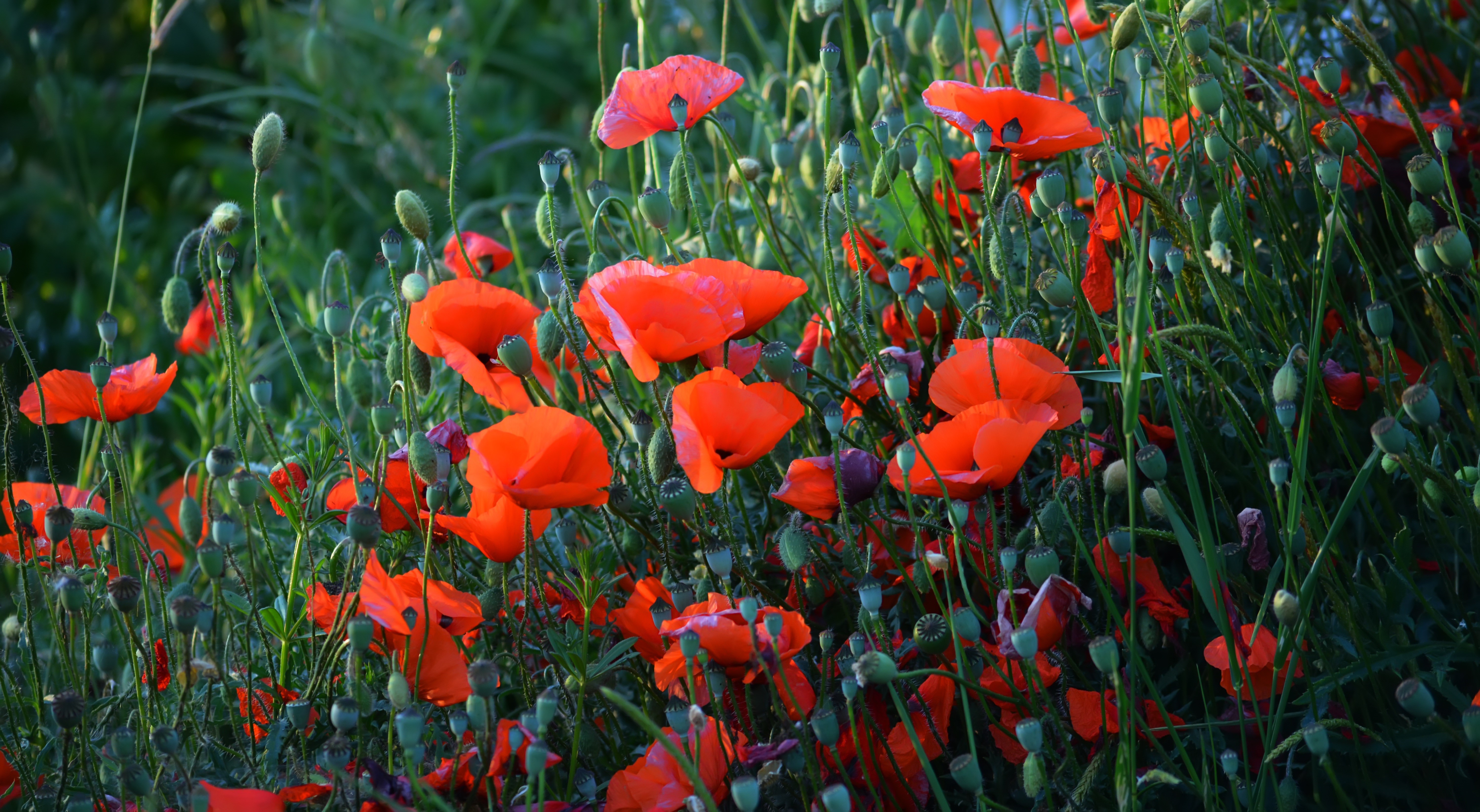 Field of Red Poppies and Buds HD Wallpaper