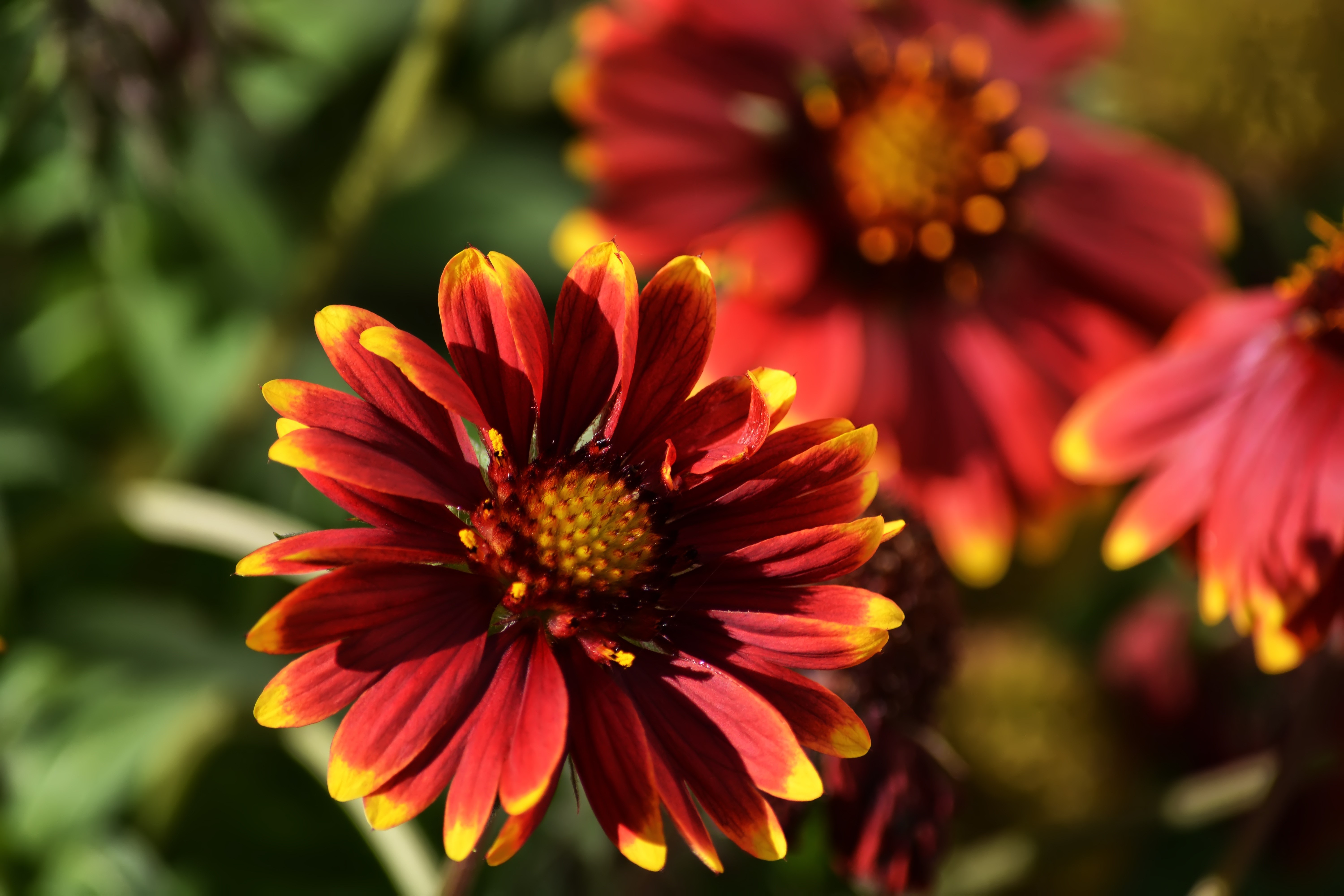 Red and yellow Gaillardia flowers with bokeh HD Wallpaper