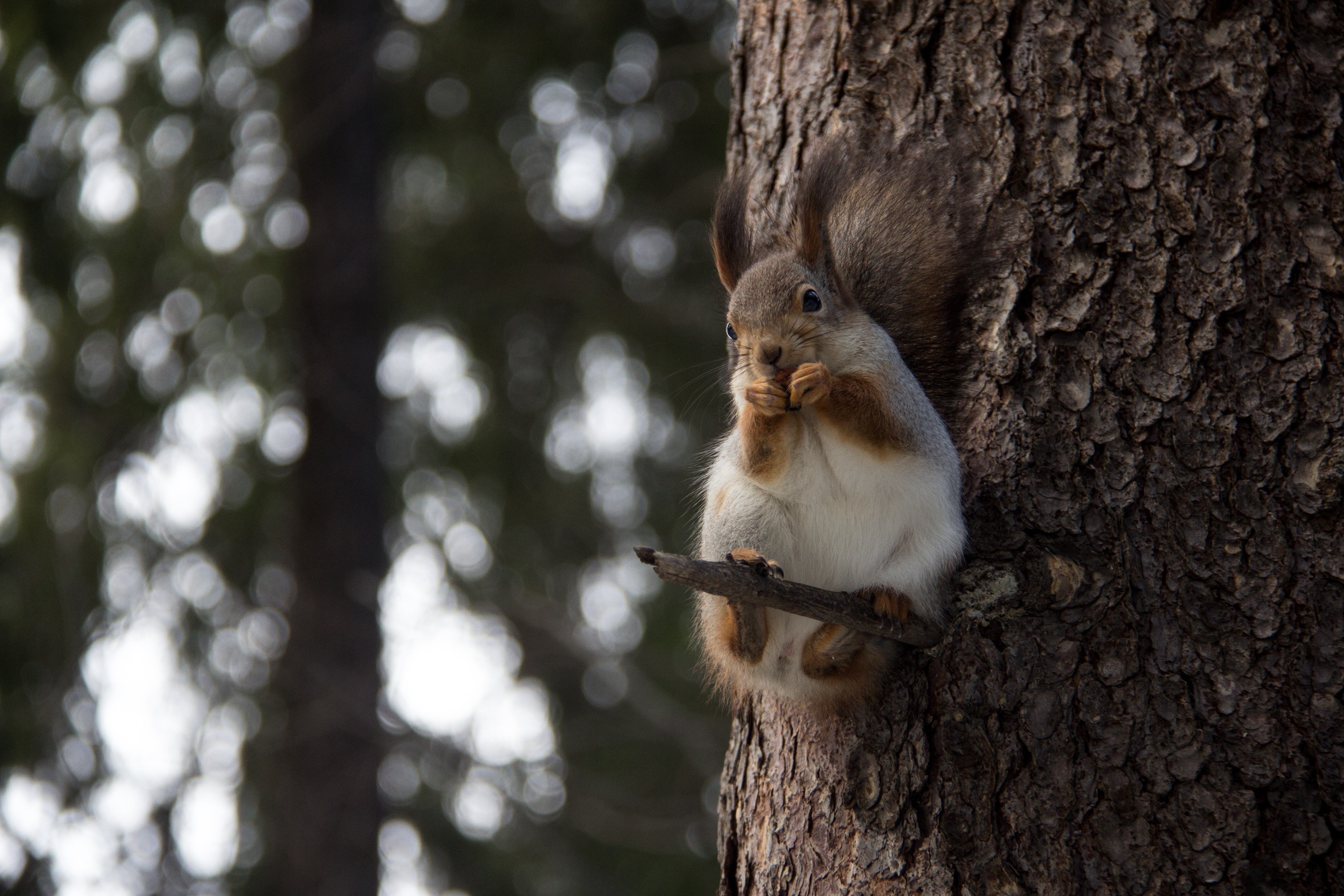 Squirrel eating on a tree trunk with bokeh background HD Wallpaper