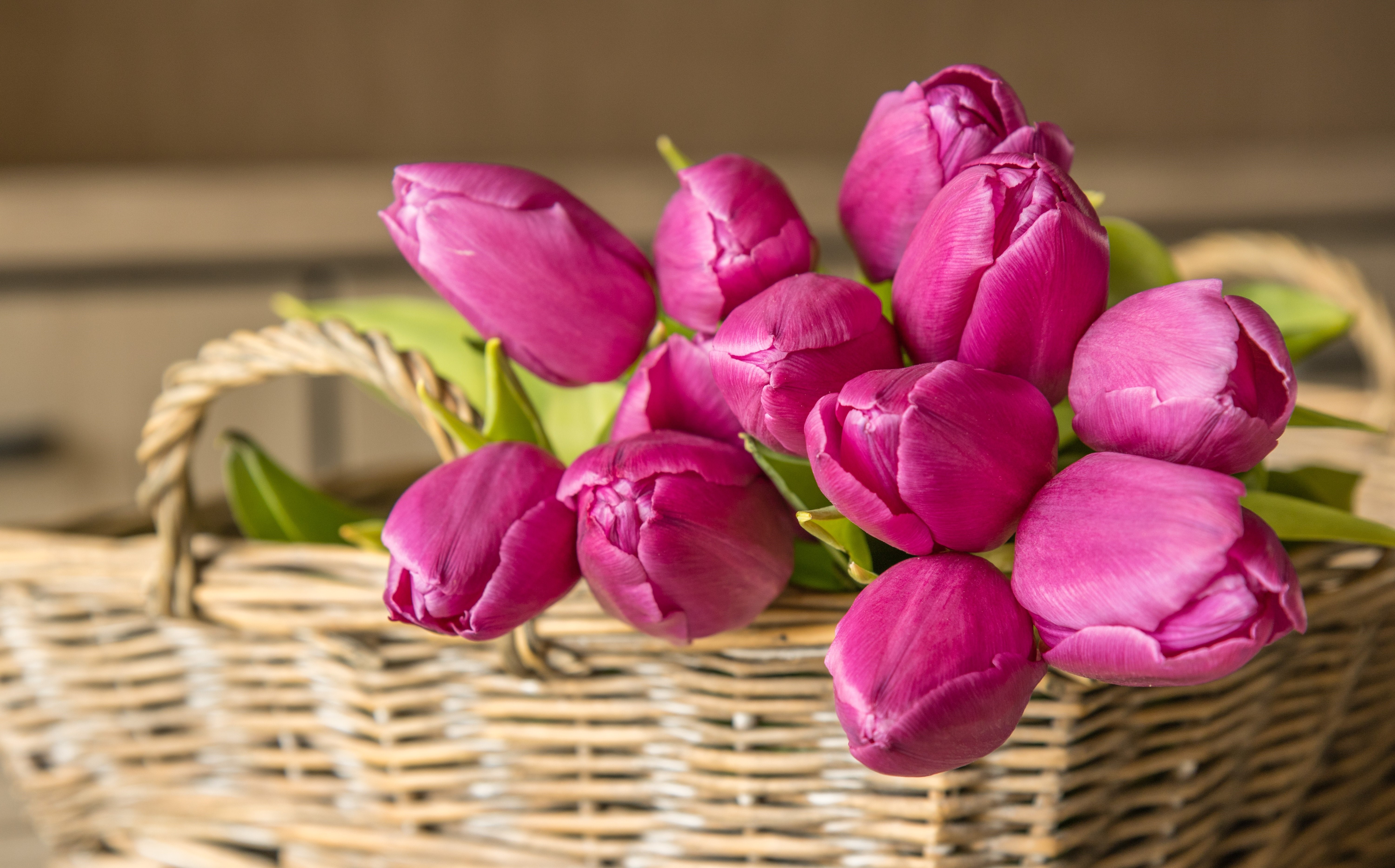 Pink Tulips in a Wicker Basket HD Wallpaper