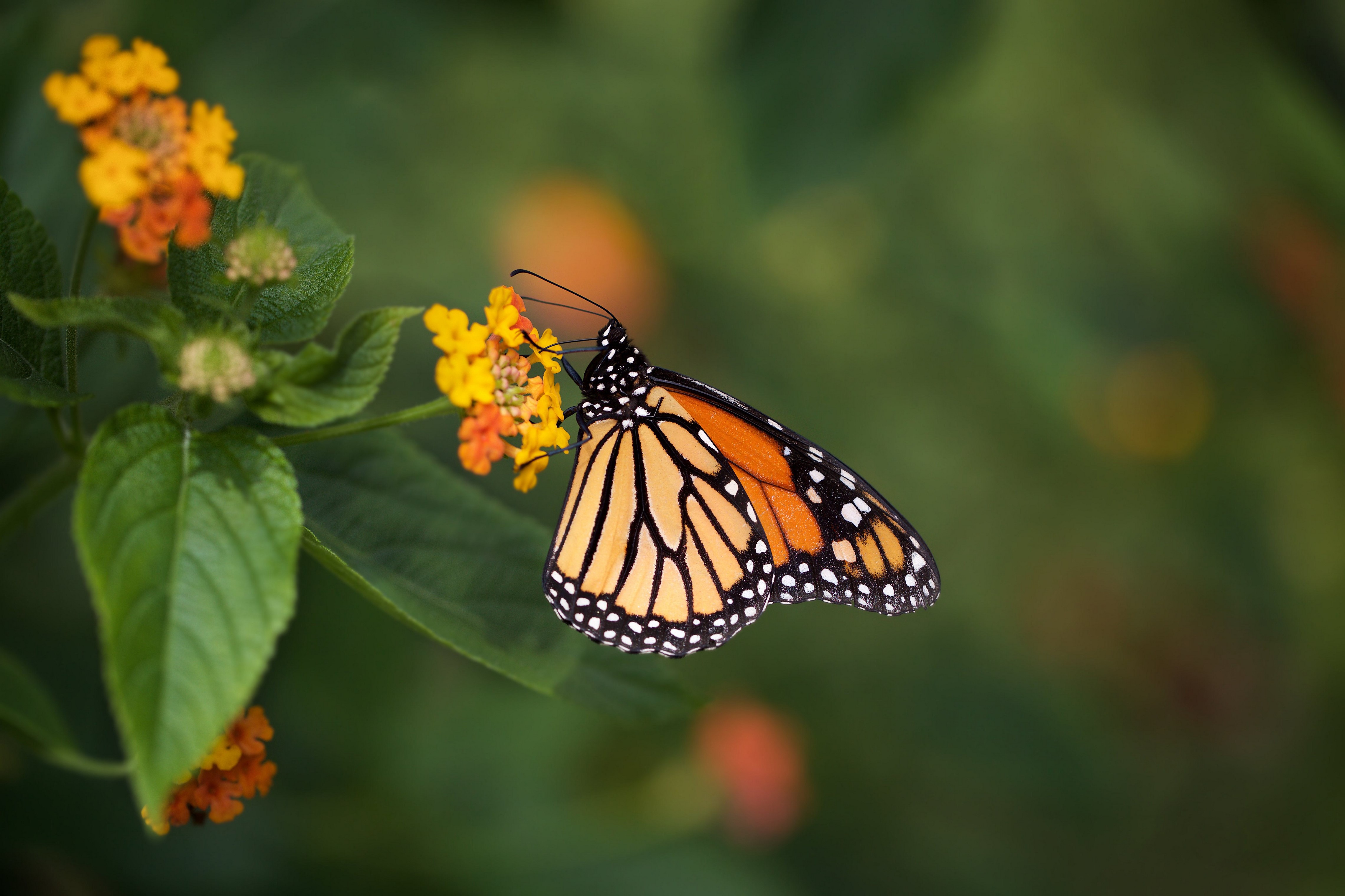 Monarch butterfly on orange and yellow flowers HD Wallpaper