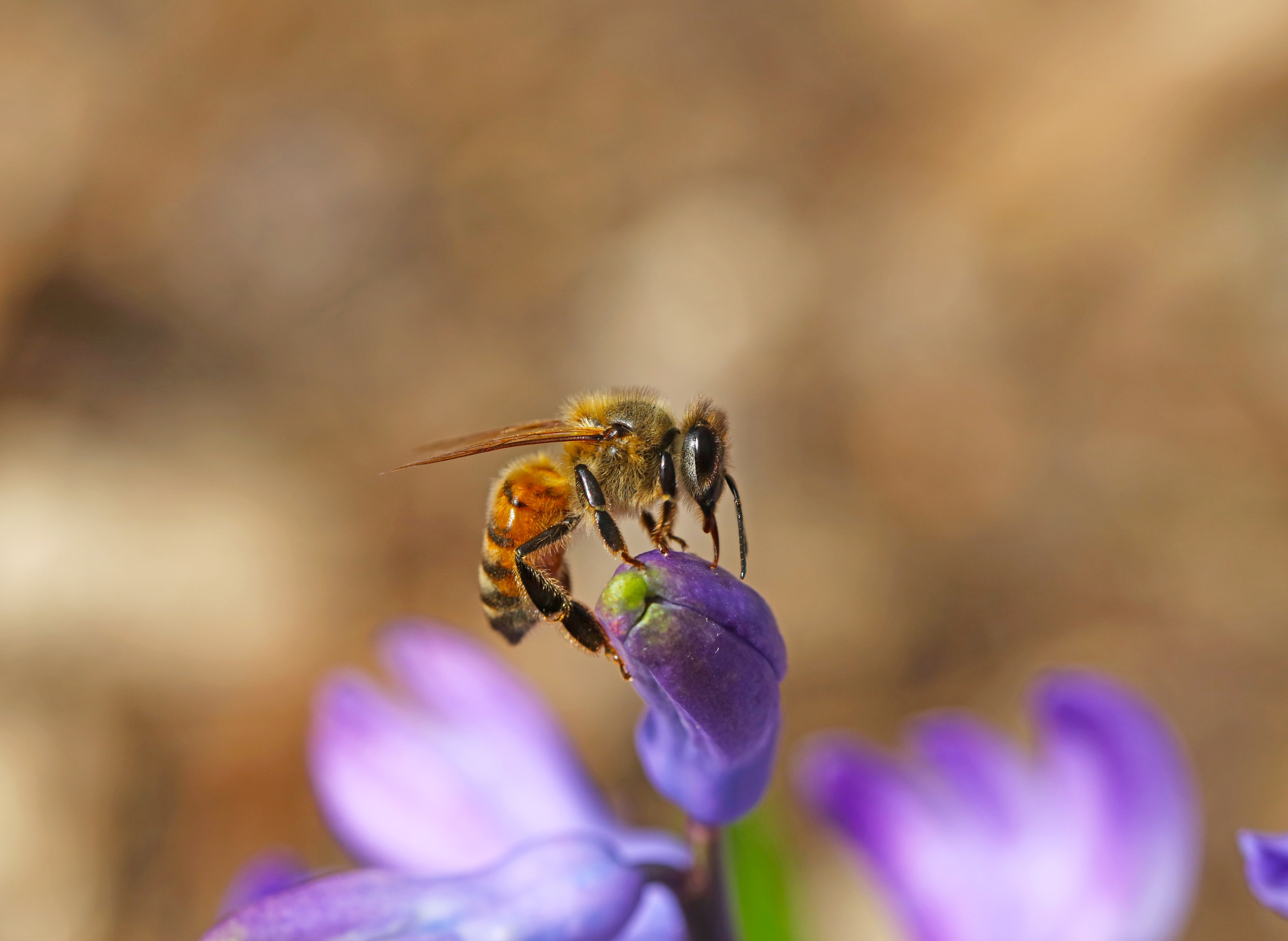 Bee on a purple flower bud HD Wallpaper