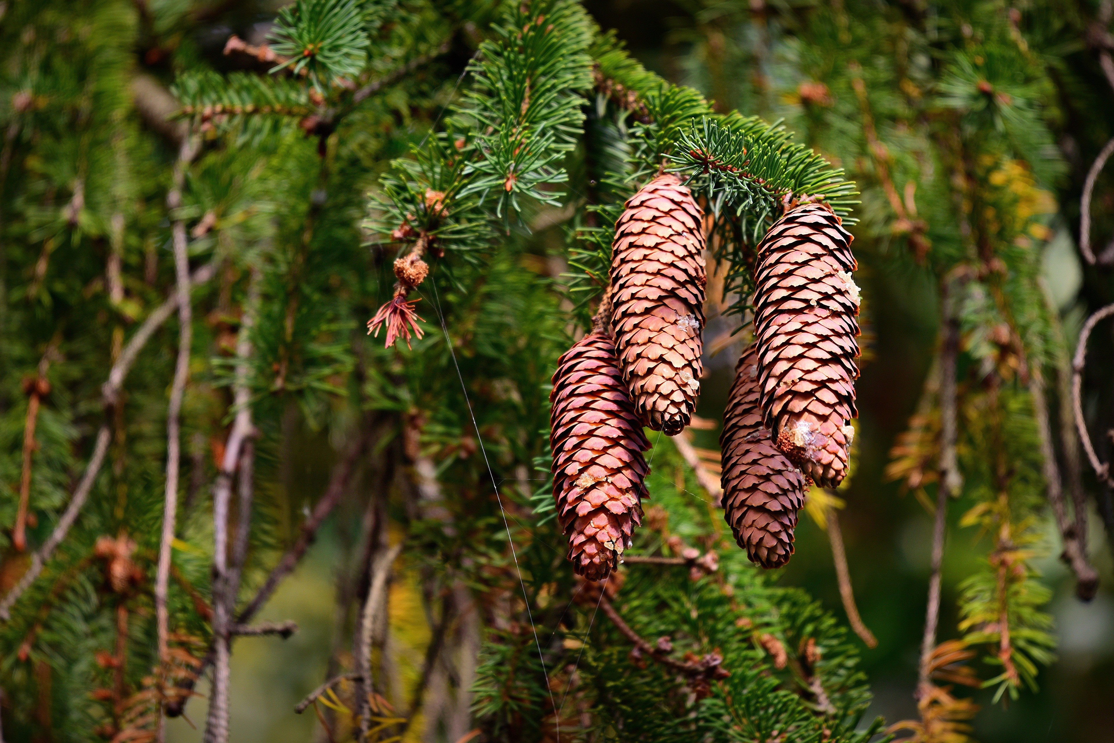 Pine cones on a spruce branch HD Wallpaper