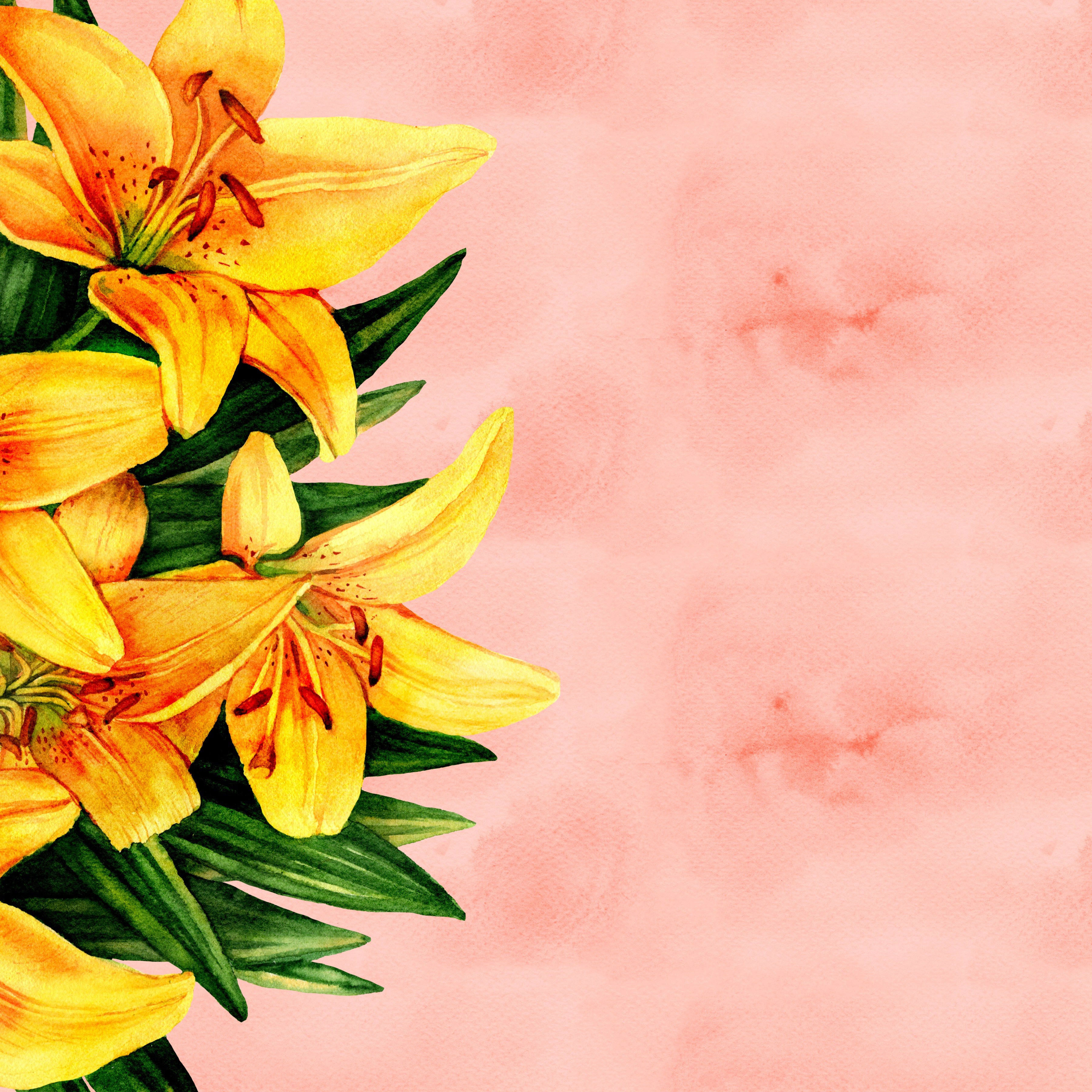 Yellow Lilies on a Pink Watercolor Background HD Wallpaper