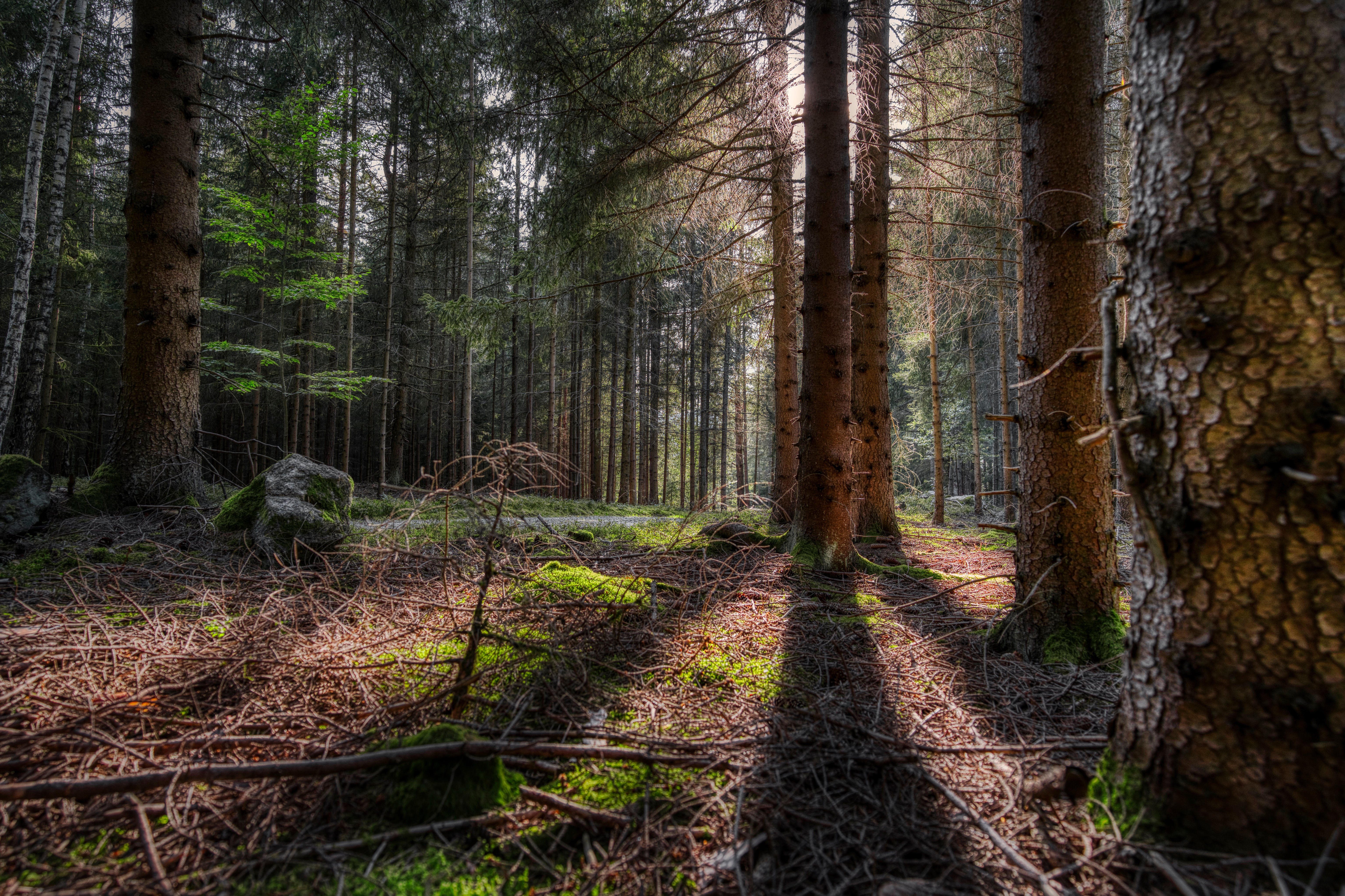 Forest with Trees and Shadows in Germany HD Wallpaper