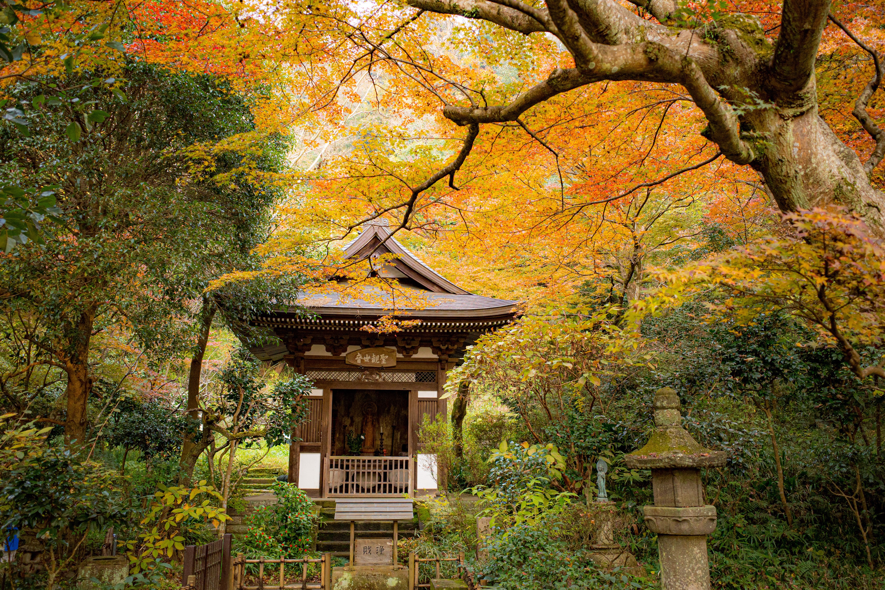 Japanese temple in autumn with colorful foliage HD Wallpaper