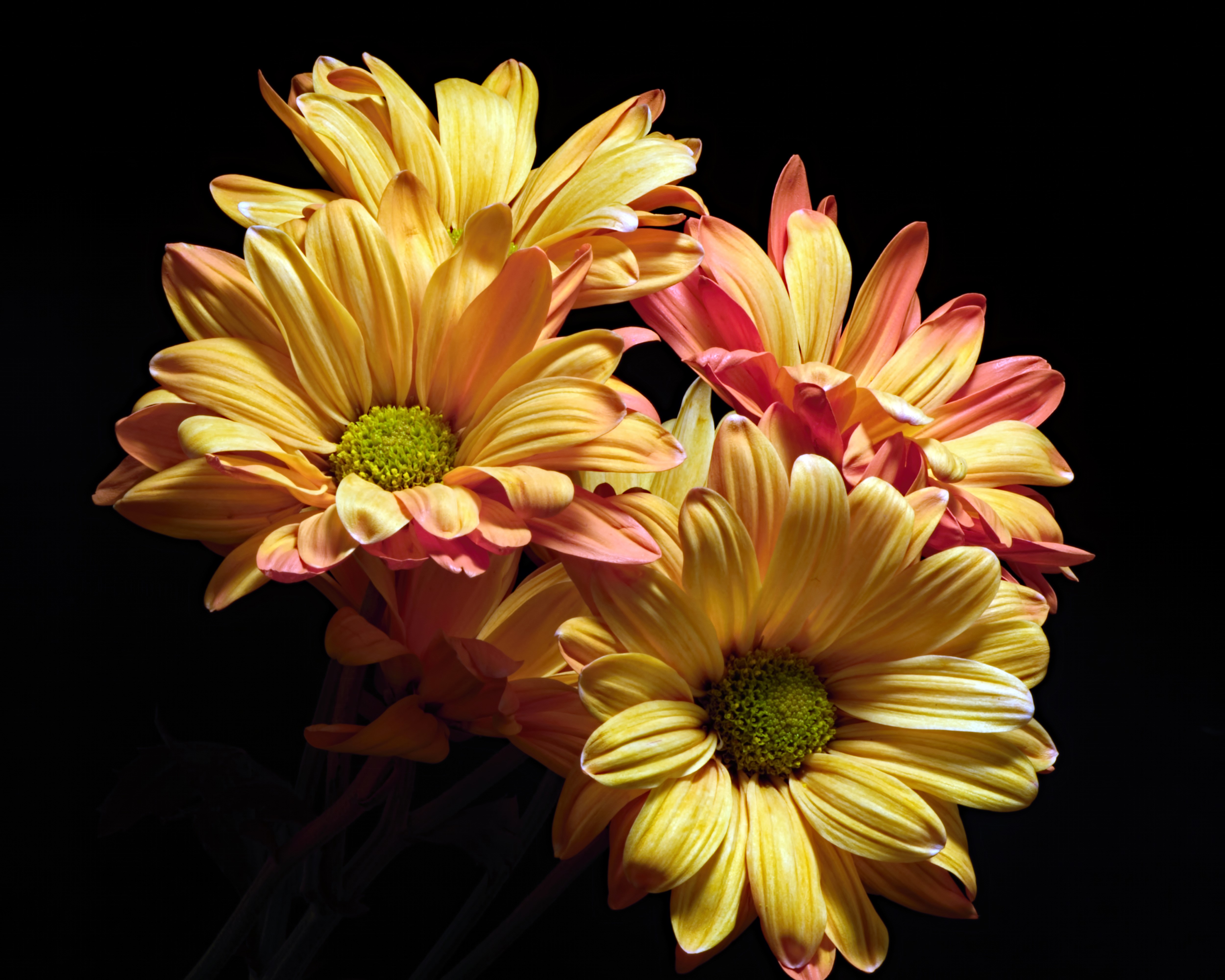 Chrysanthemums on Black Background HD Wallpaper