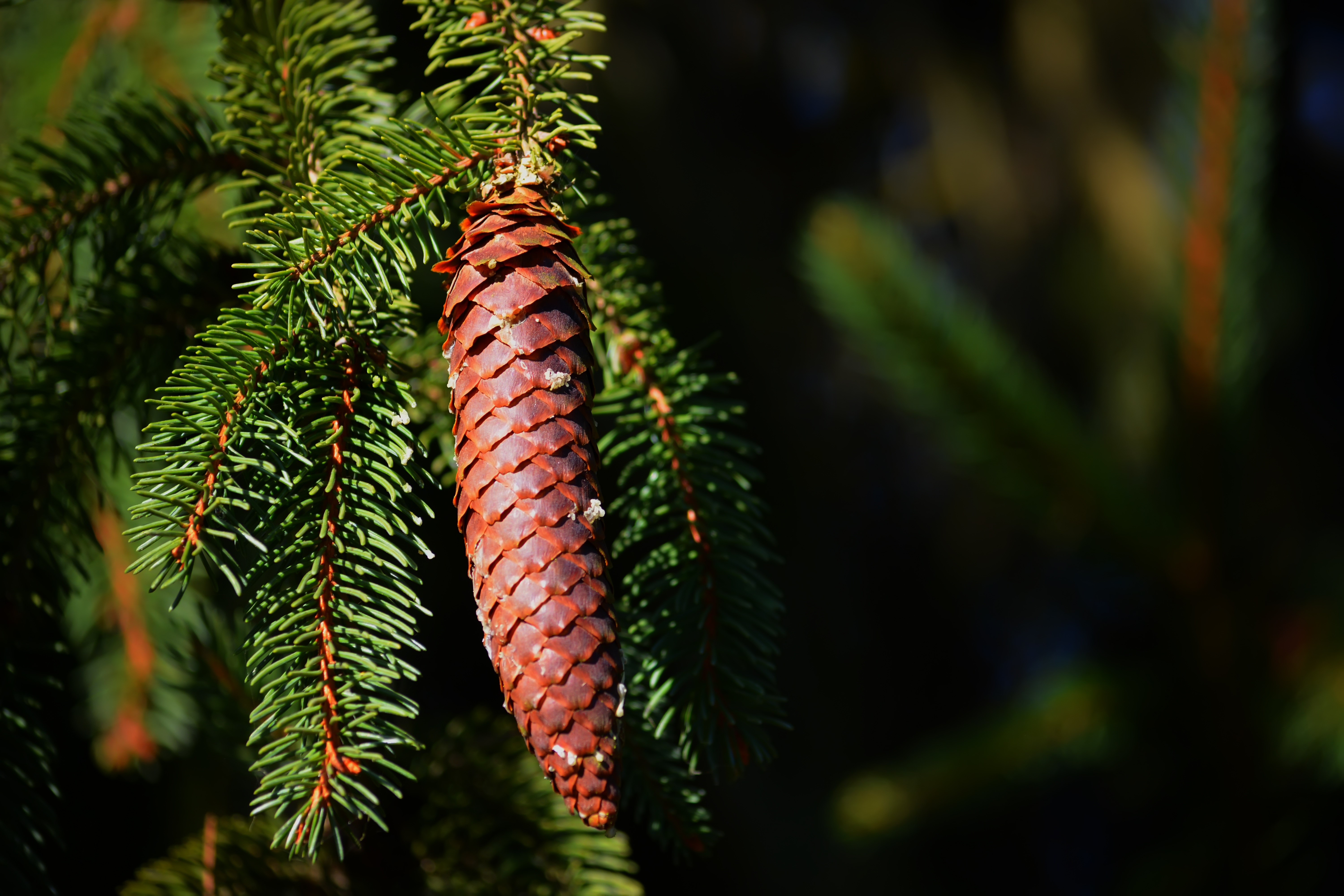 Pine cone on a spruce branch HD Wallpaper