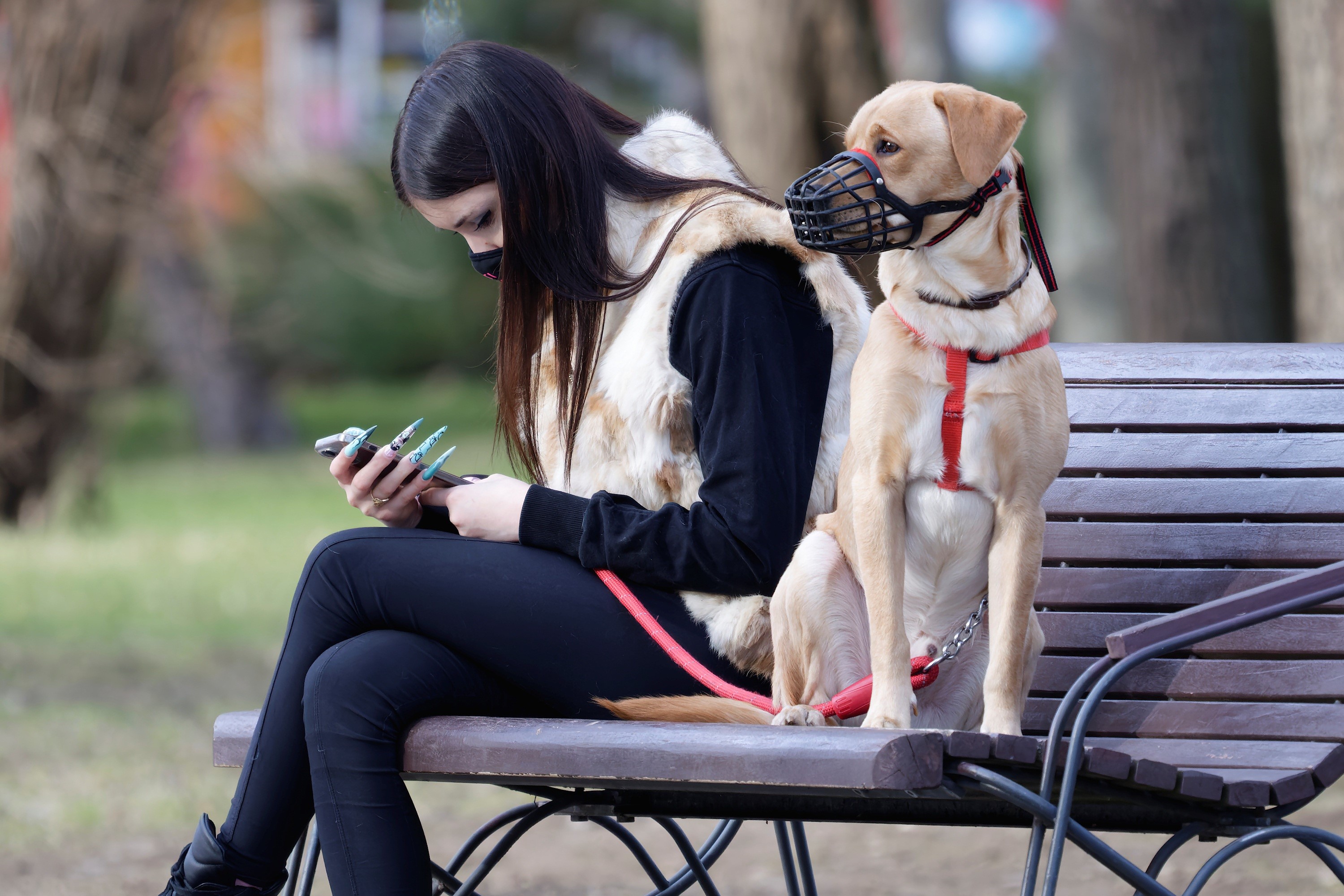 Girl with dog on a bench HD Wallpaper