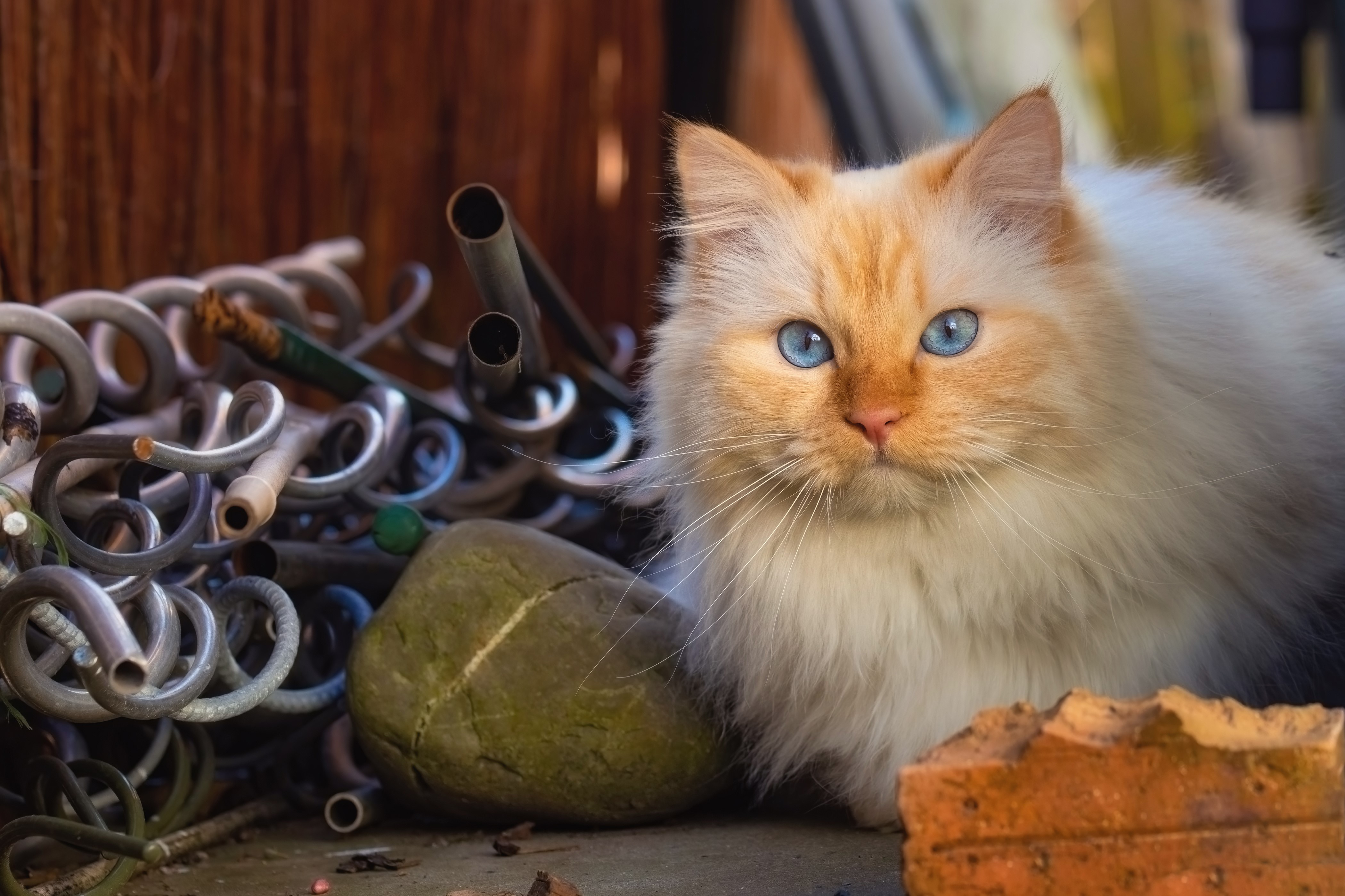 Flame Point Siamese Cat with Blue Eyes HD Wallpaper