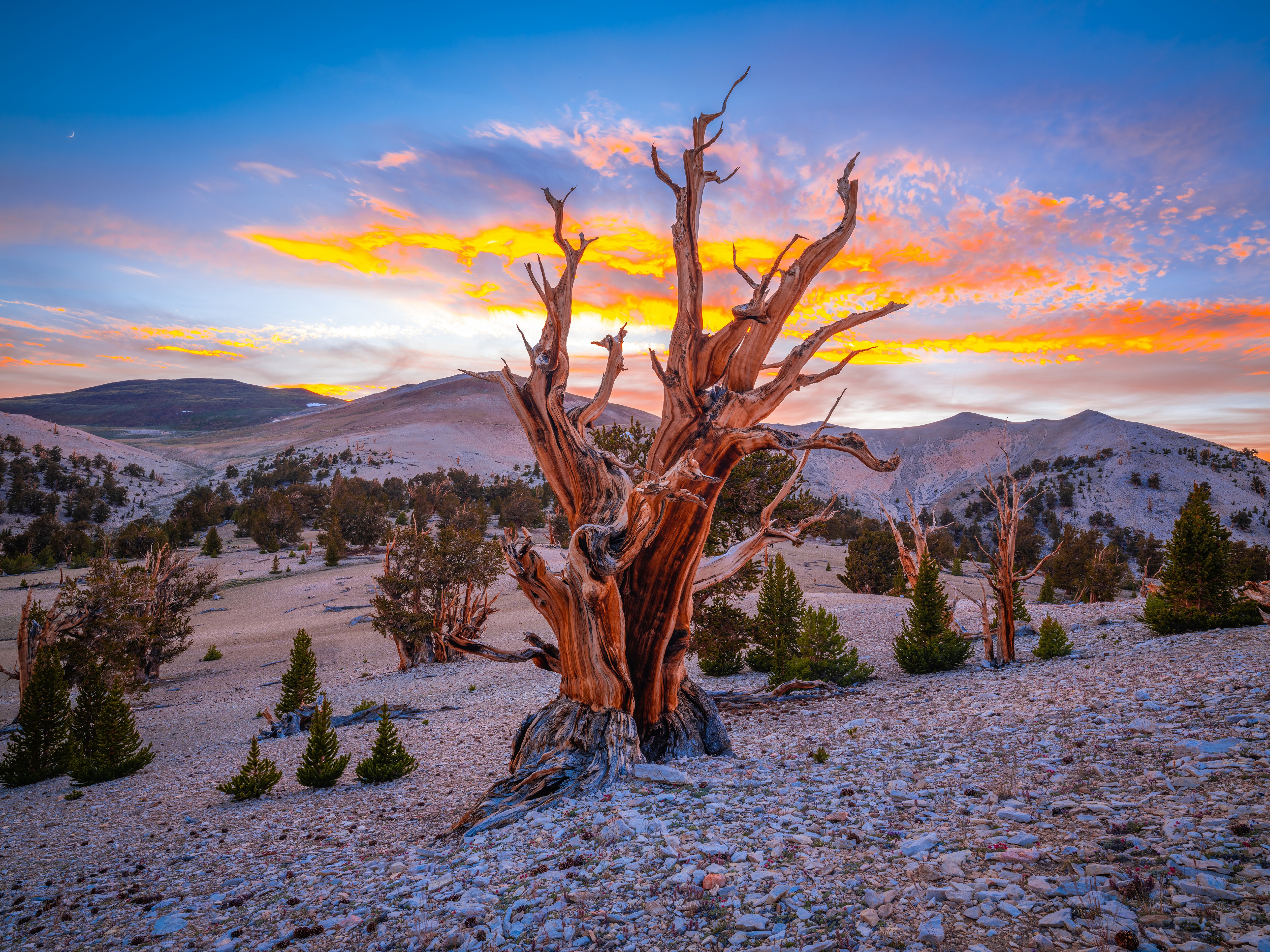Ancient Bristlecone Pine Forest at Sunset, California HD Wallpaper